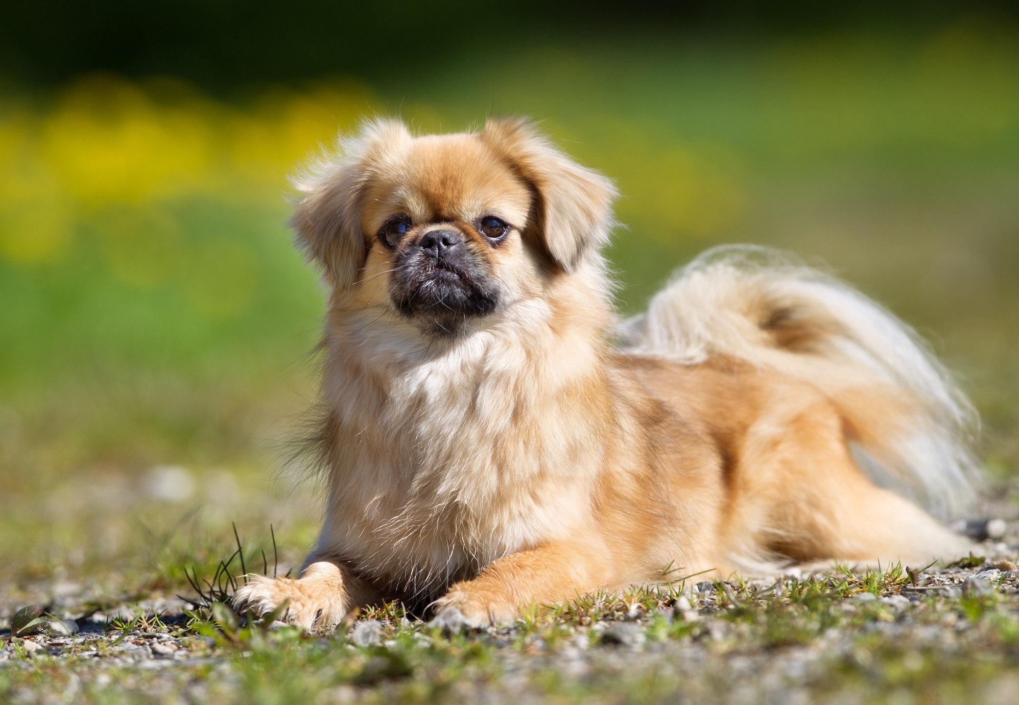 tan tibetan spaniel lying in grass