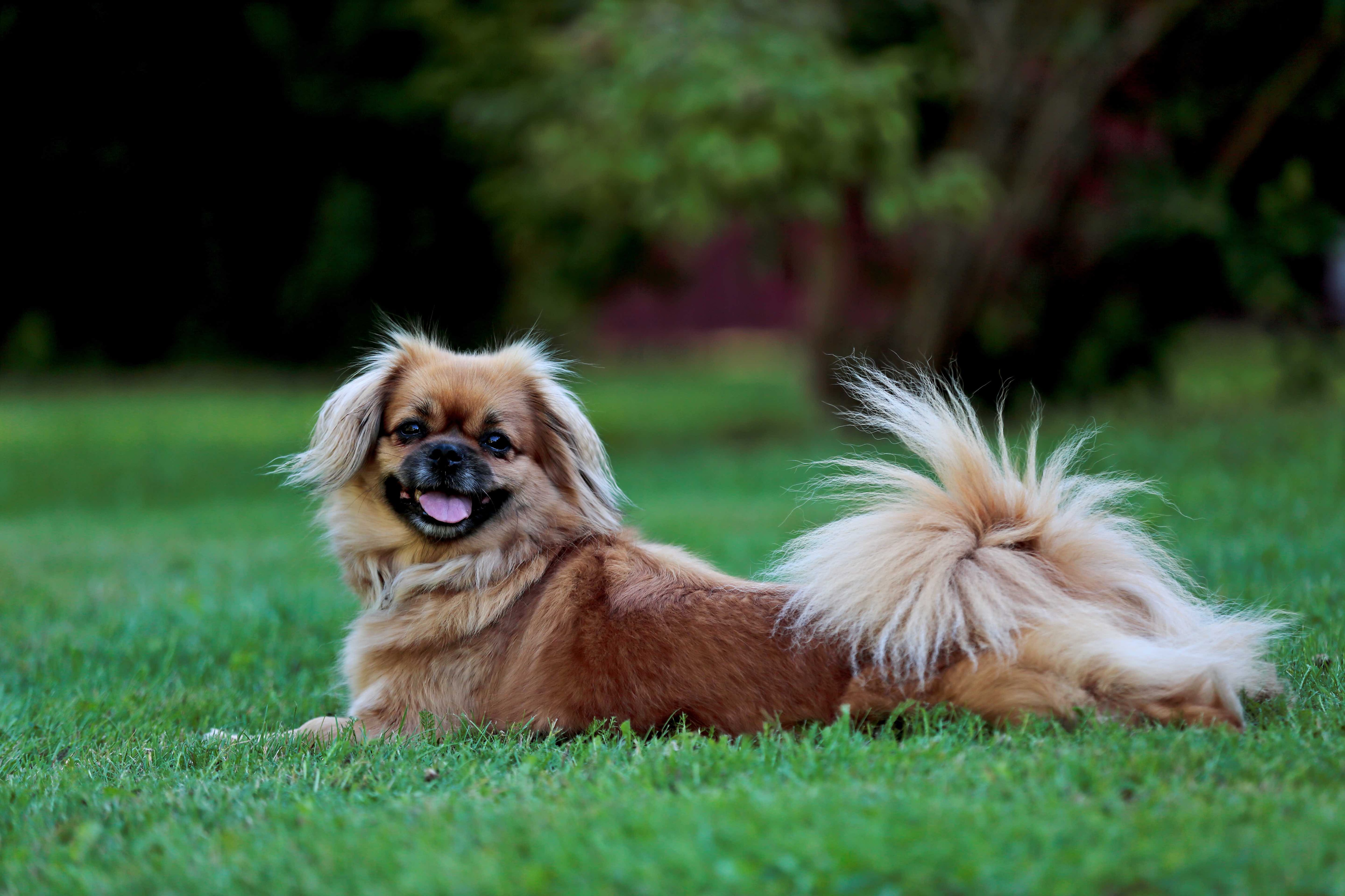 tibetan spaniel splooting in green grass and smiling at the camera