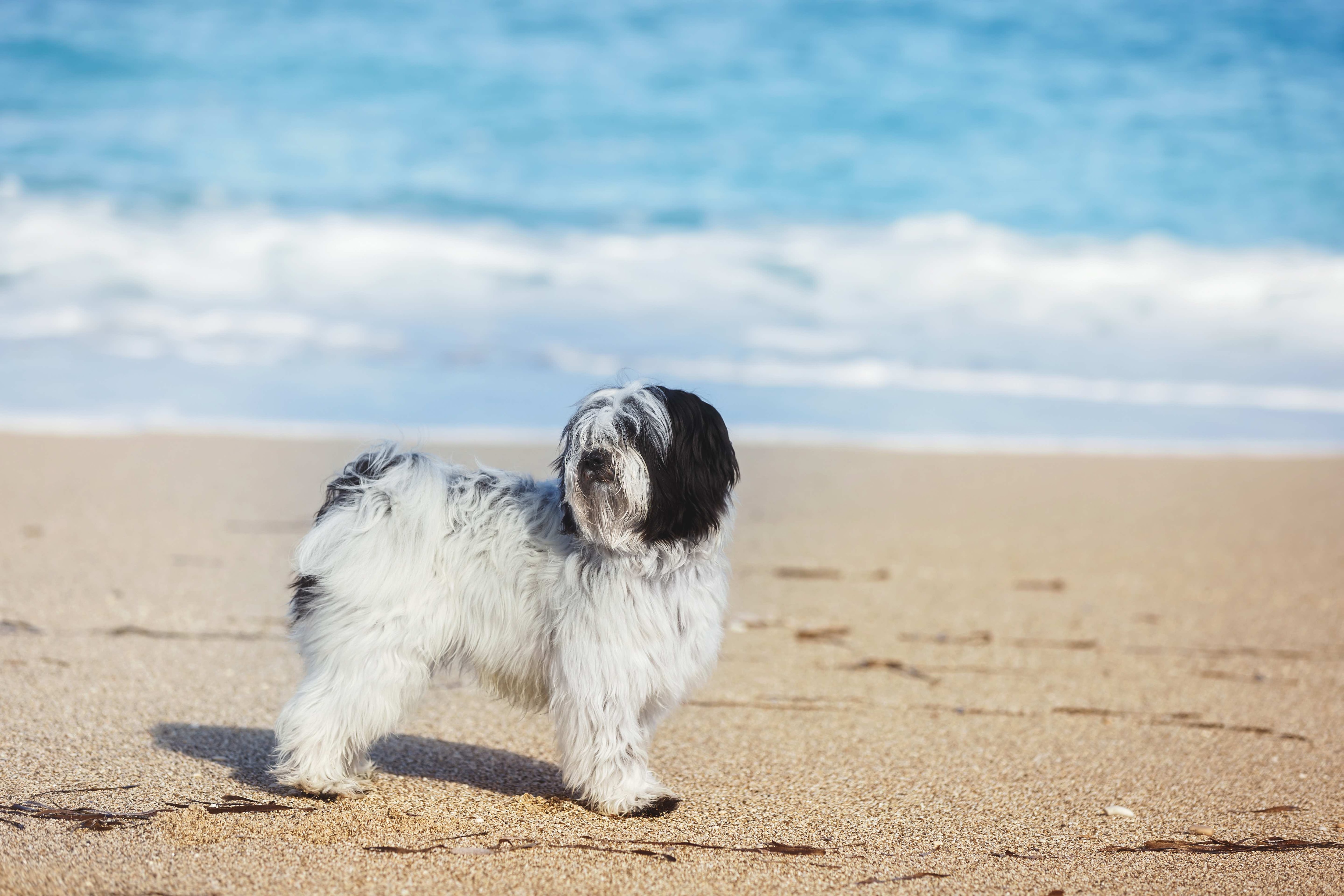 black and white tibetan terrier on a beach