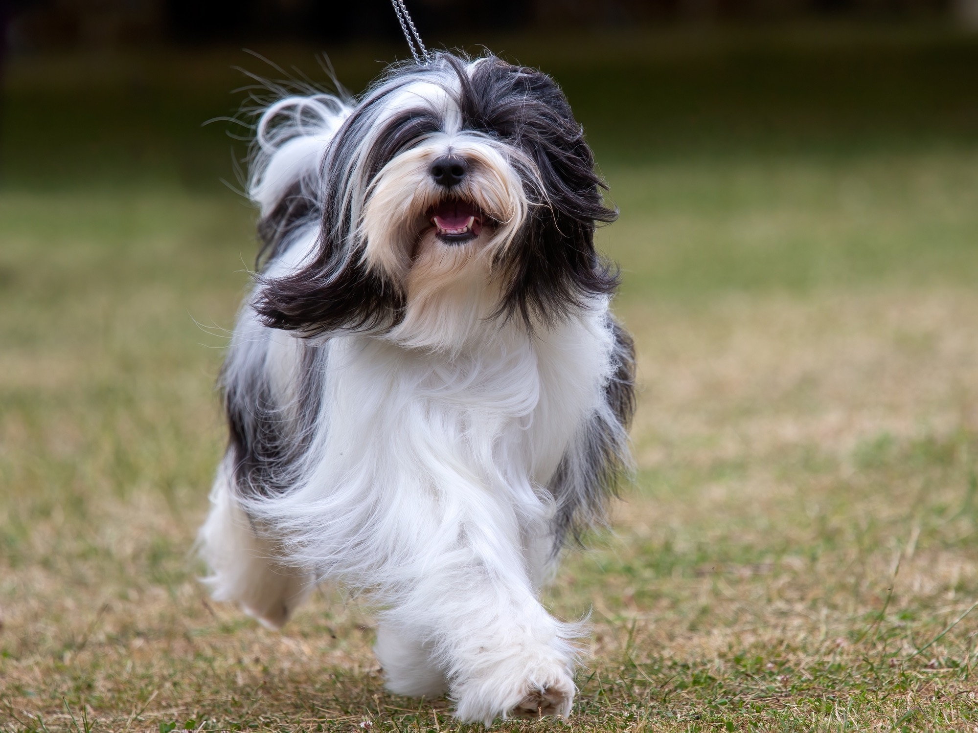 Terrier noir et blanc Tibetan Trotting par l'herbe