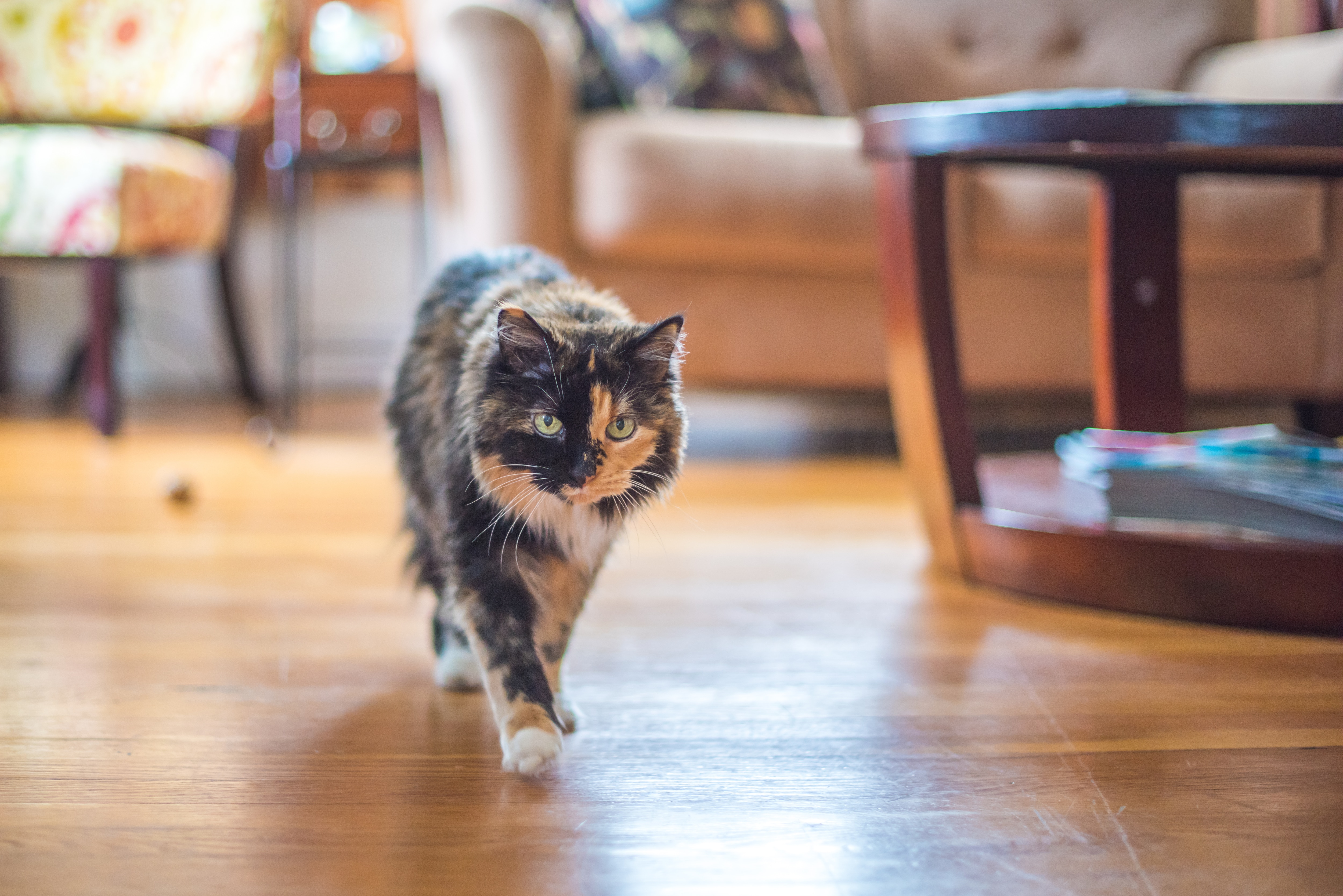 genetic anomalies in cats: tortoiseshell