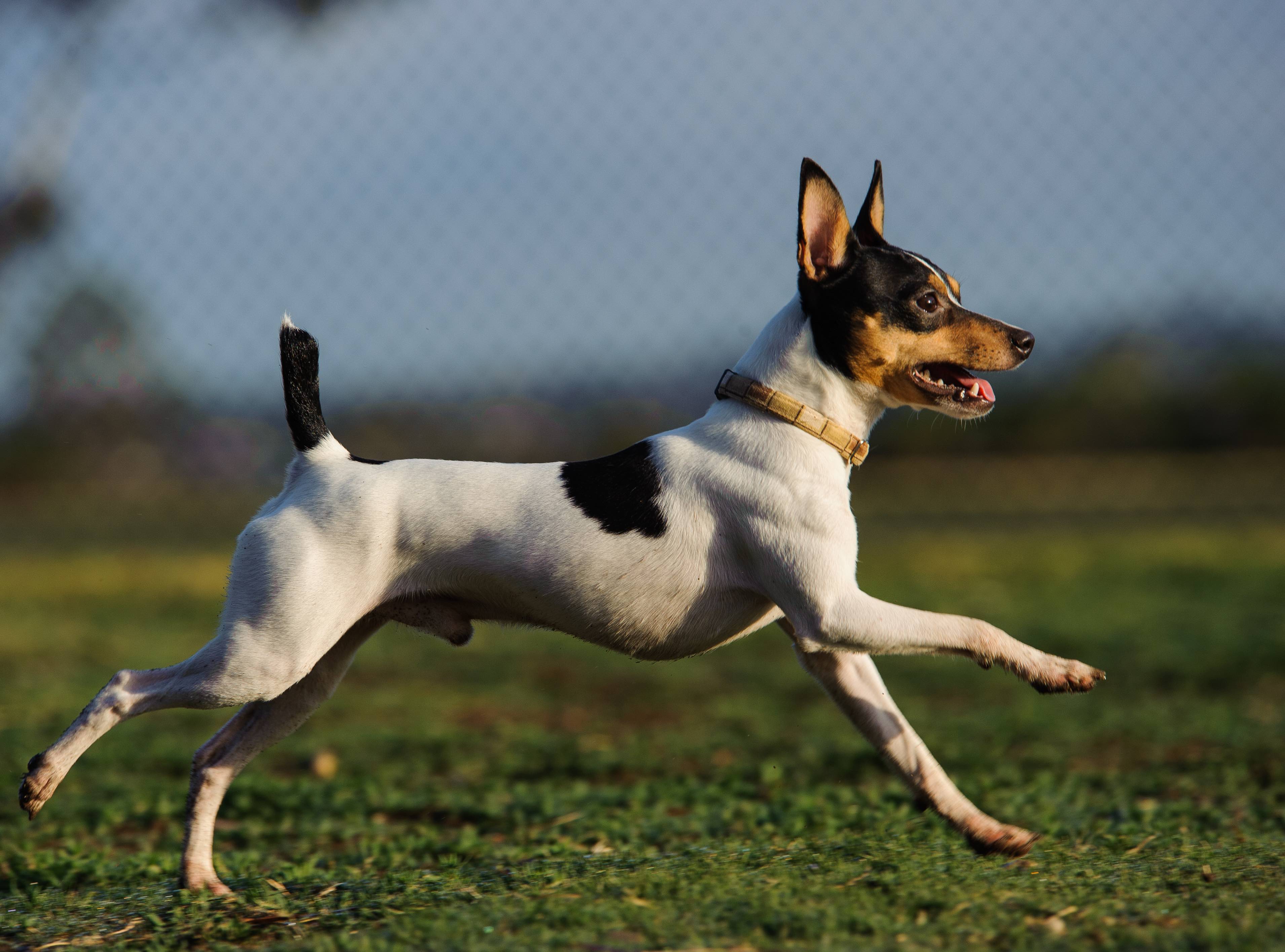 Little best sale fox terrier