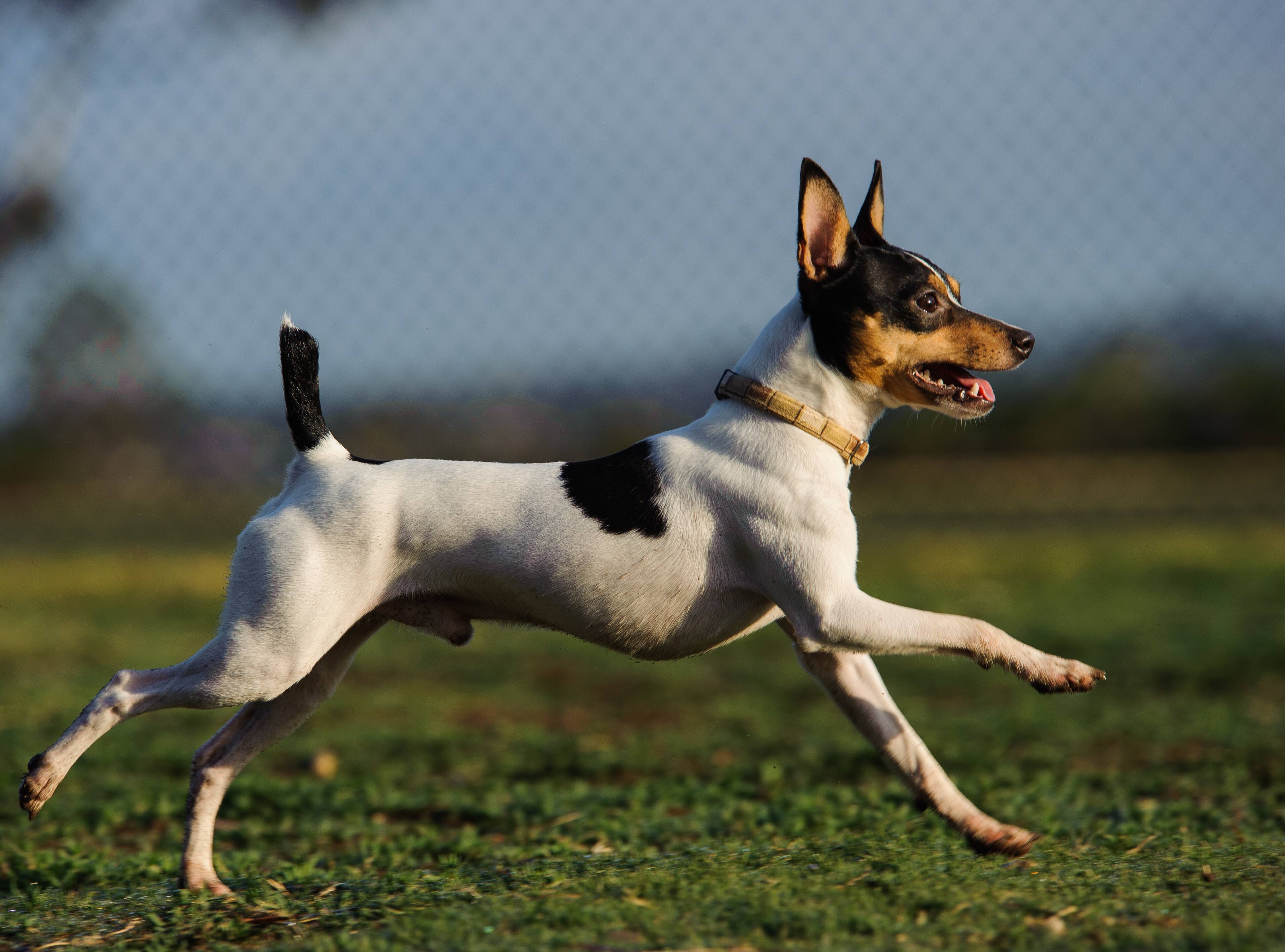 toy fox terrier running along a fence