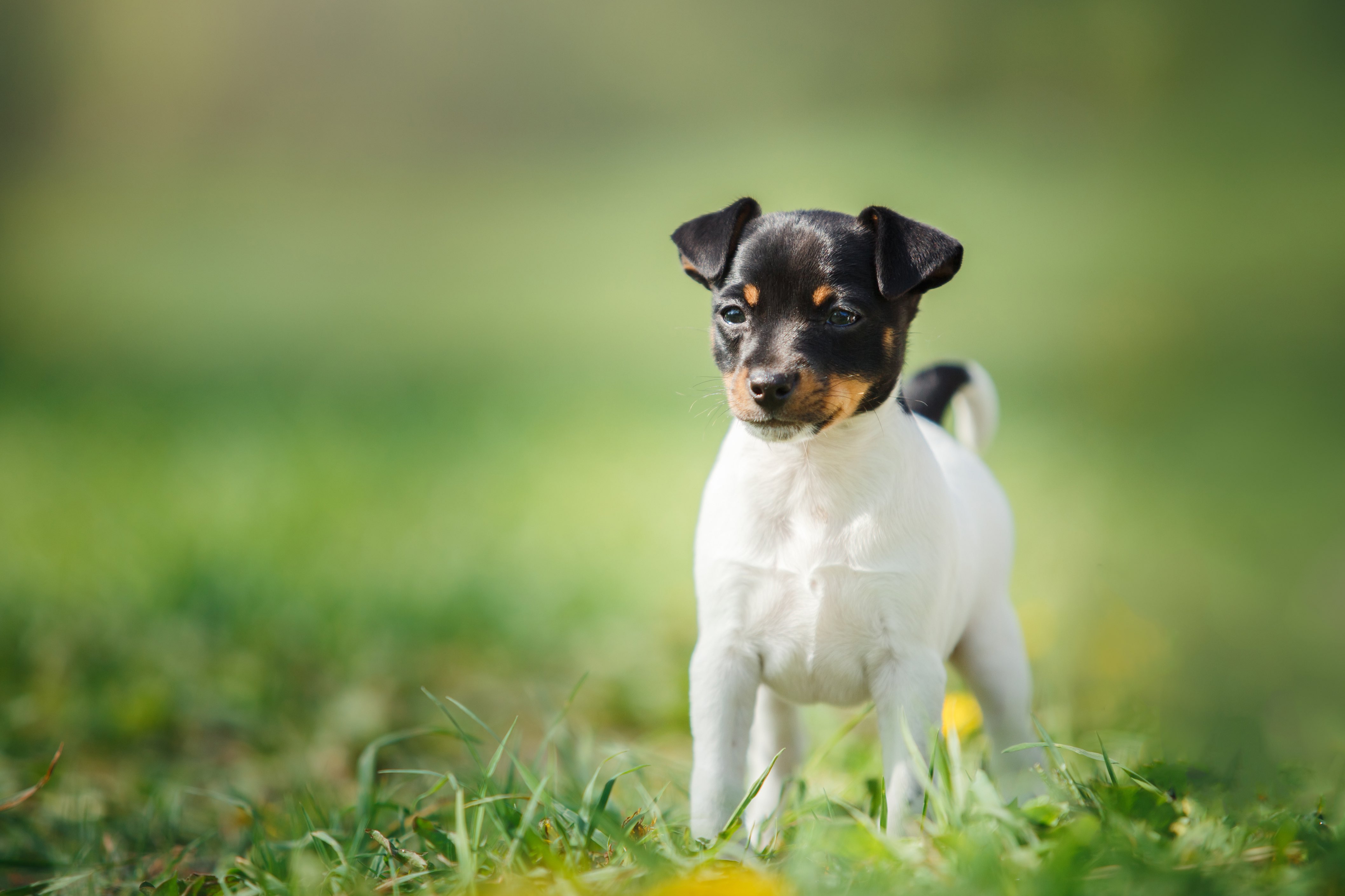 tiny toy fox terrier puppy standing in grass