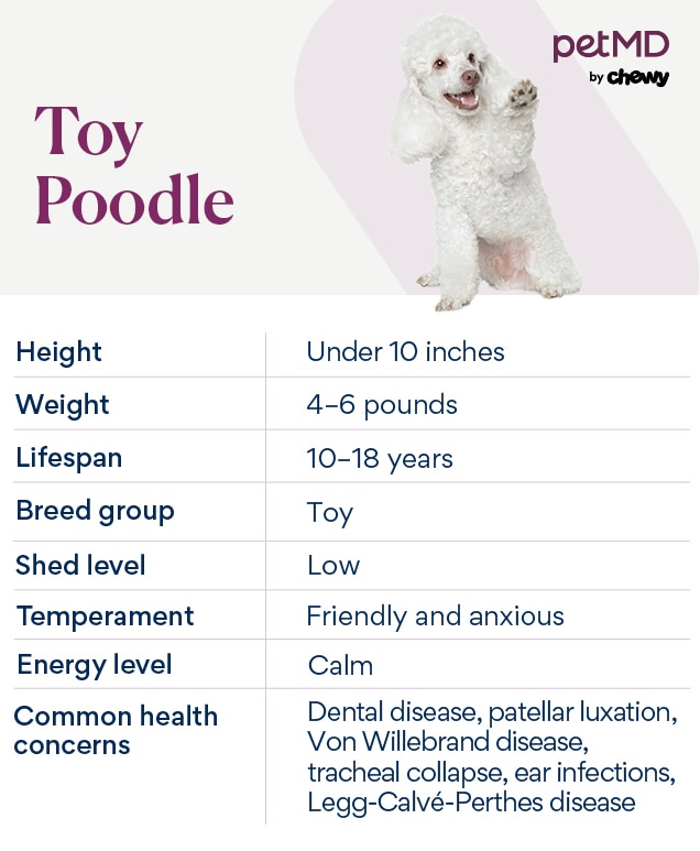 Miniature poodle breed standard best sale