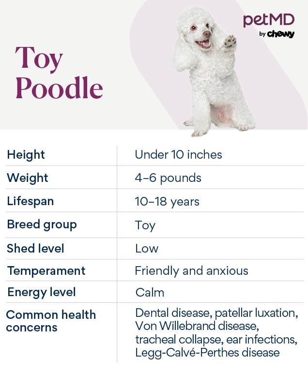 chart depicting a toy poodle's breed characteristics