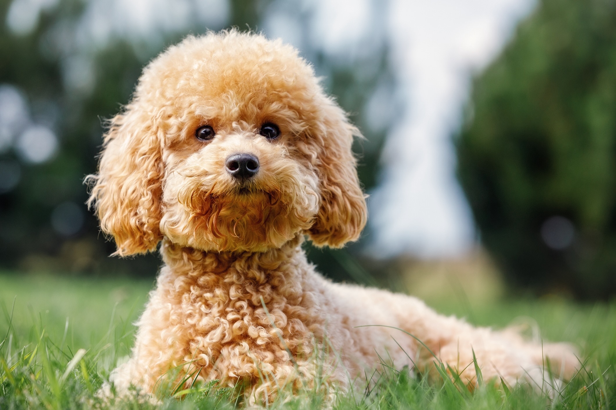 Toy Poodle Dog Breed Health and Care PetMD