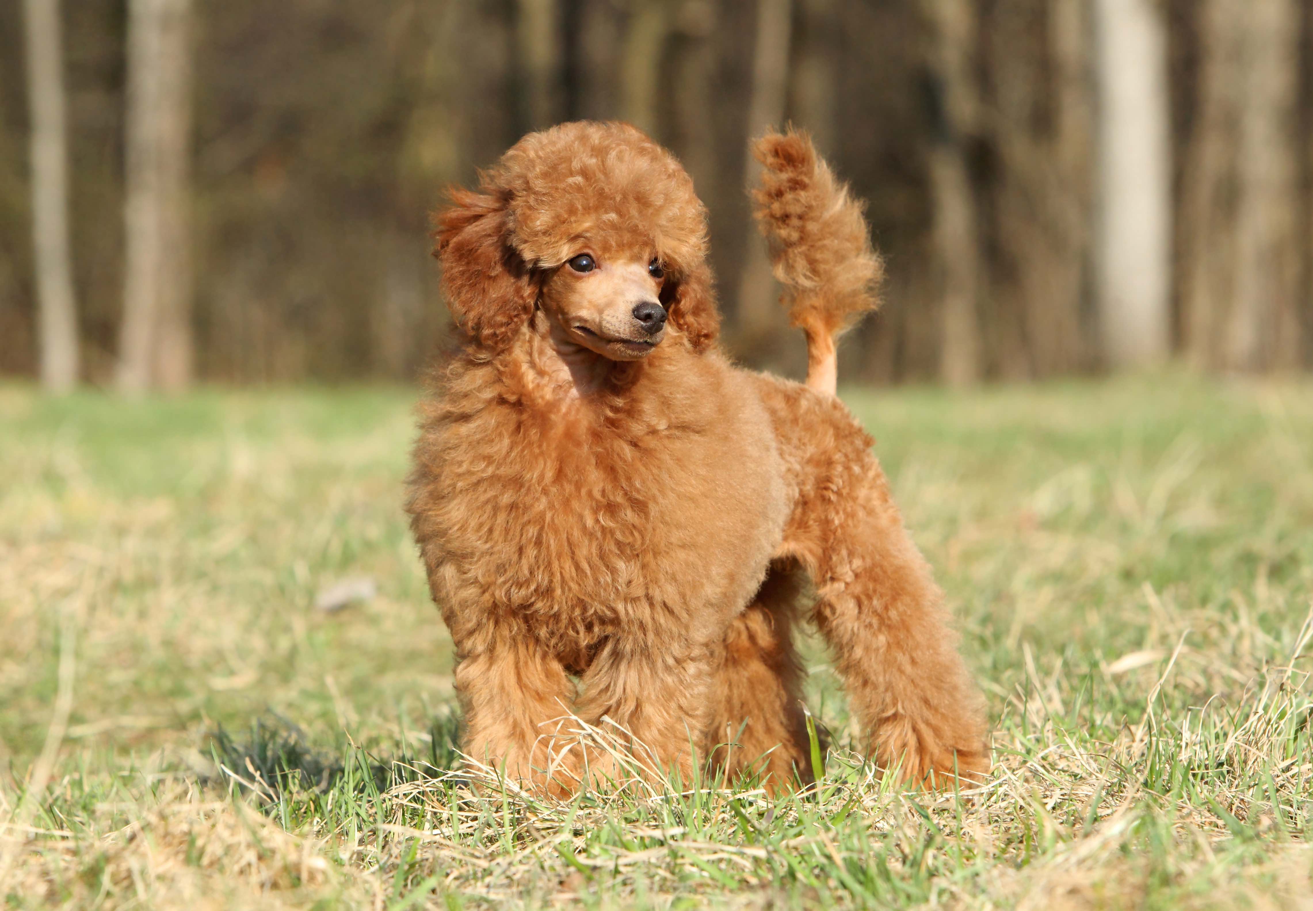 The 3 Types Of Poodles And How They