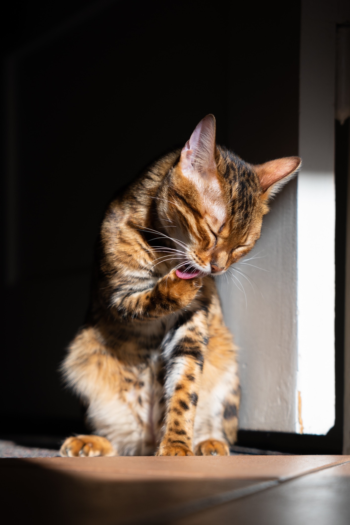 toyger licking his paws while sitting in a sun spot