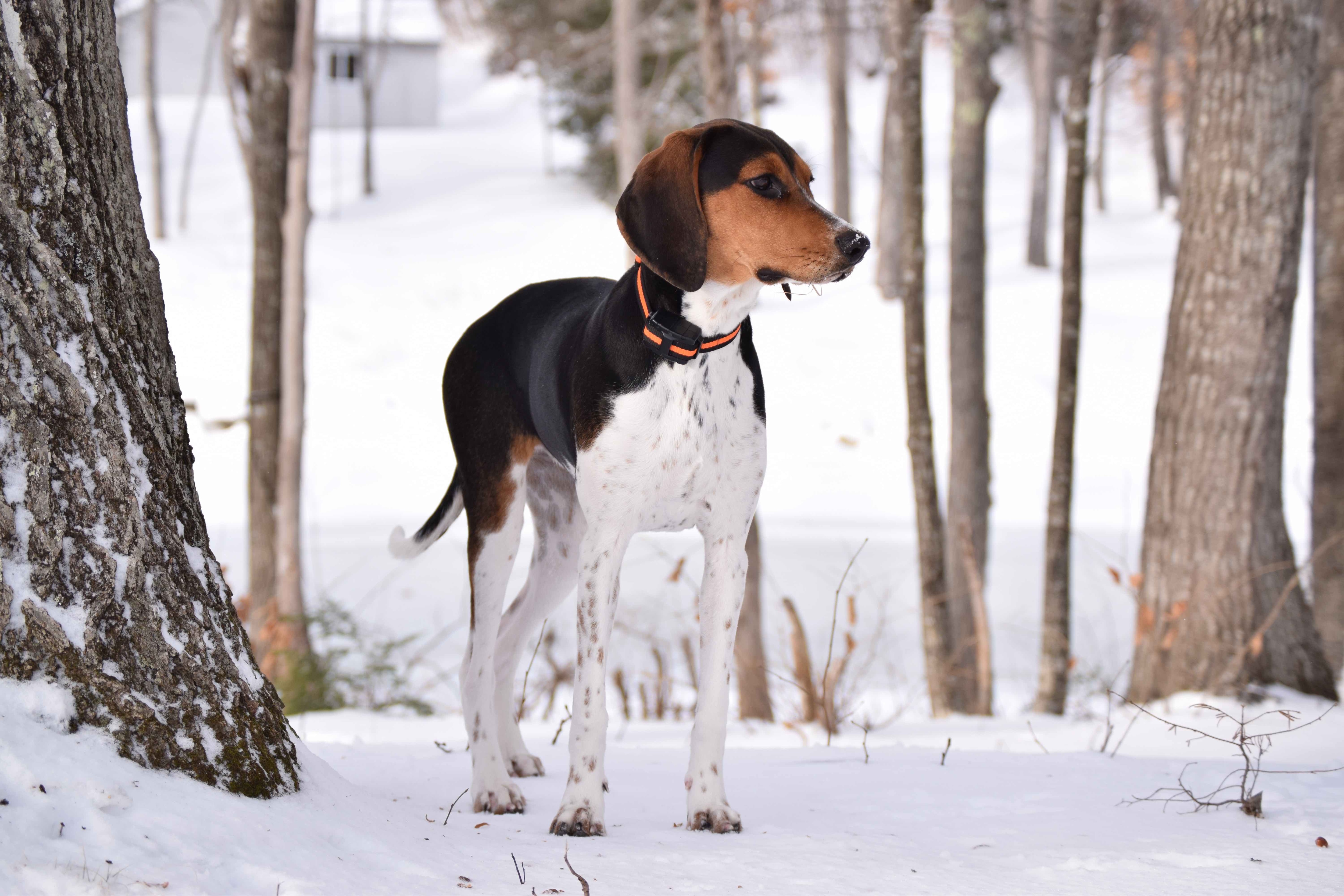 tricolor treeing walker coonhound in the snow
