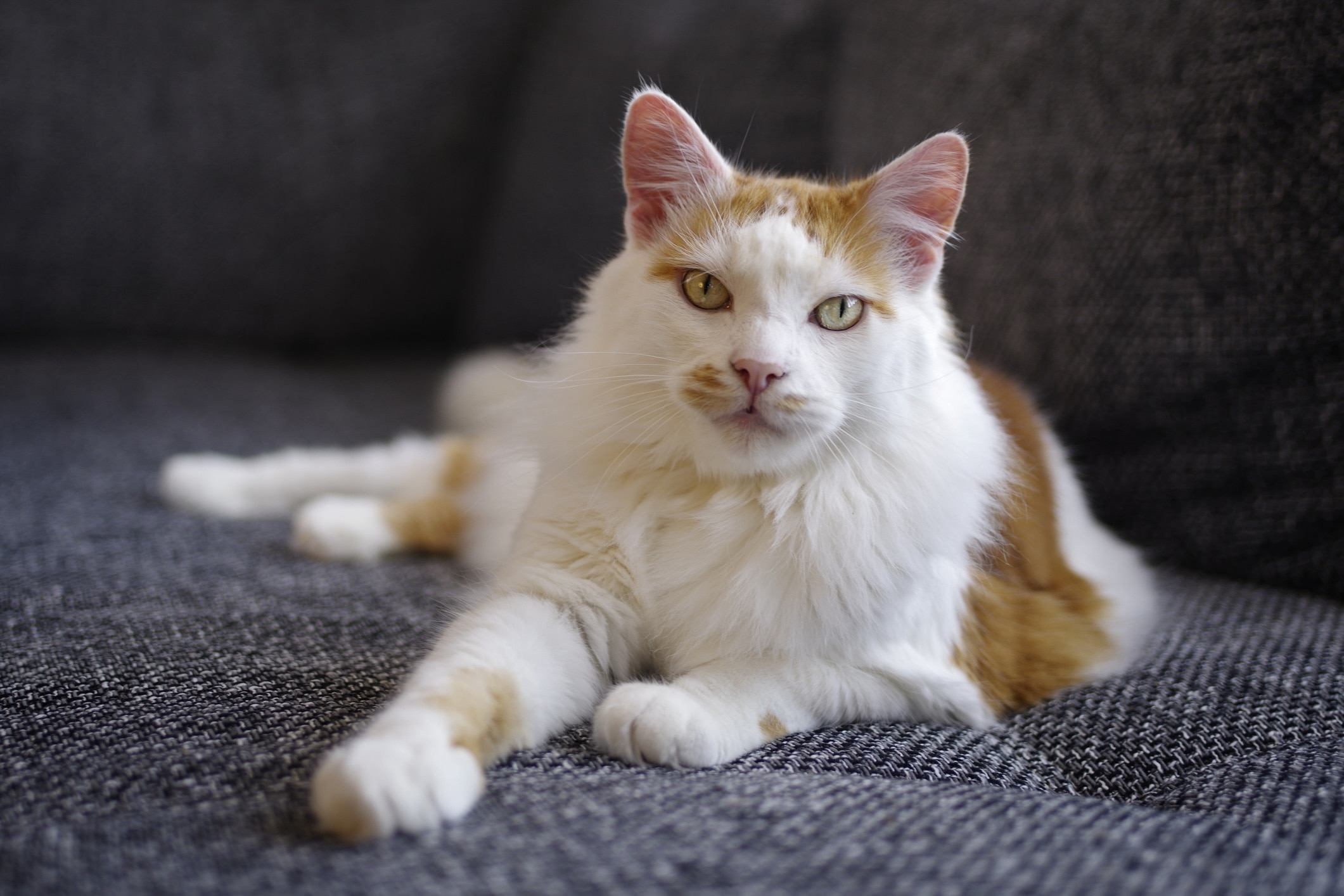 longhaired turkish van cat lying on a gray couch