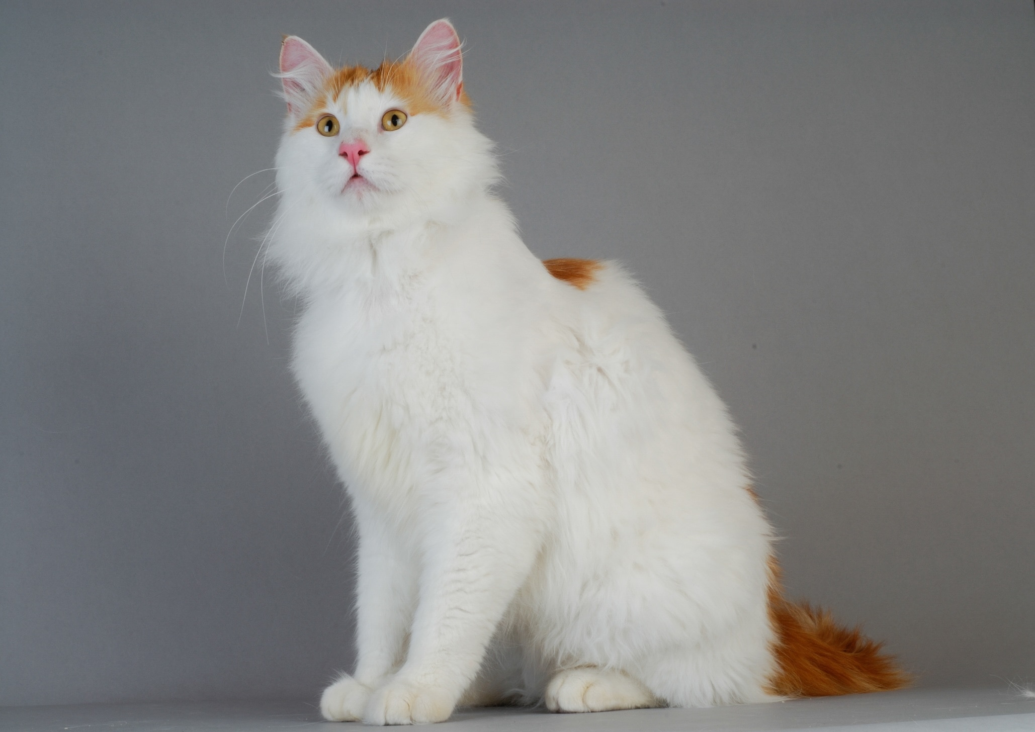 white and orange longhaired turkish van cat sitting in front of a gray background