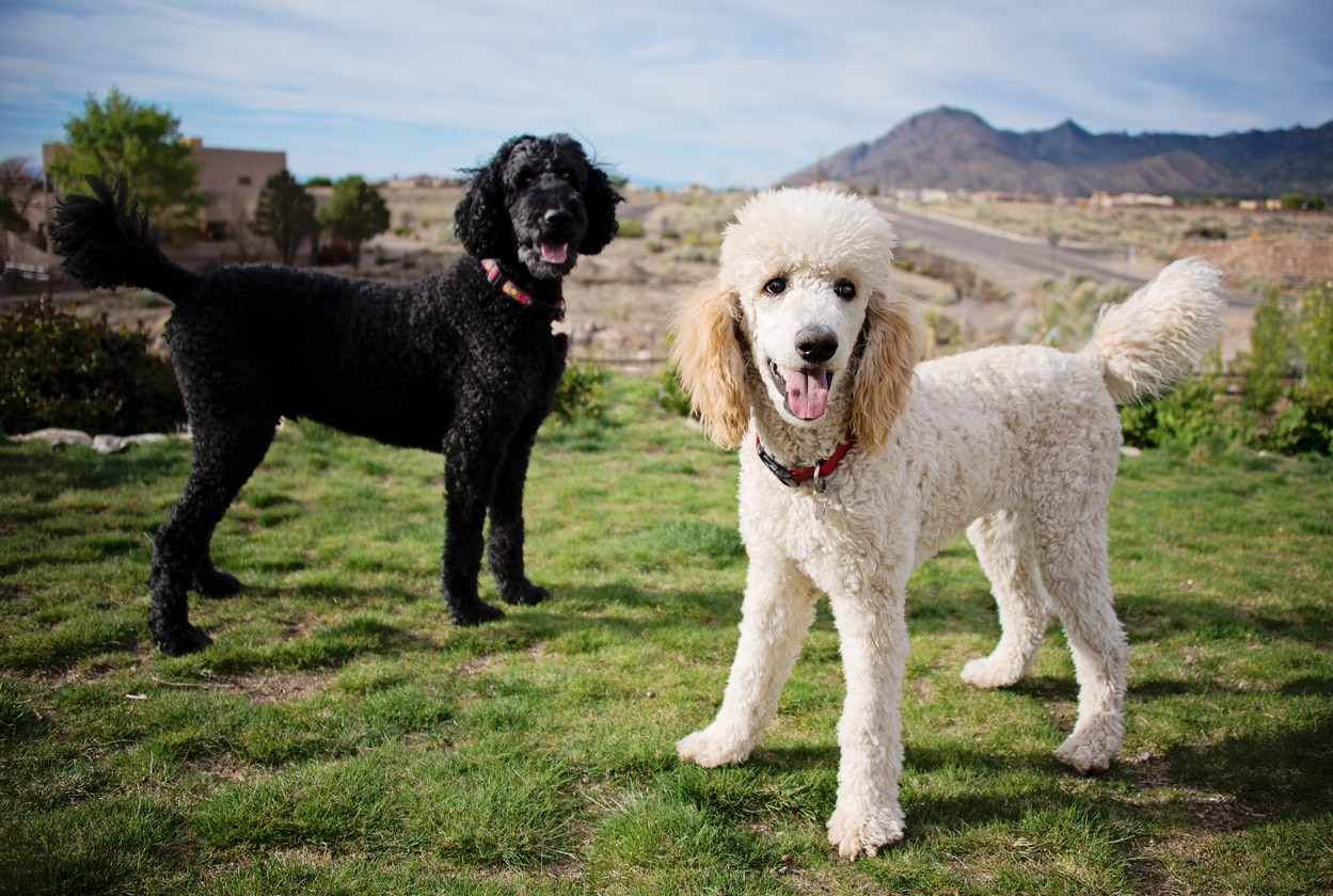 two standard poodles, one black and one white, standing in grass