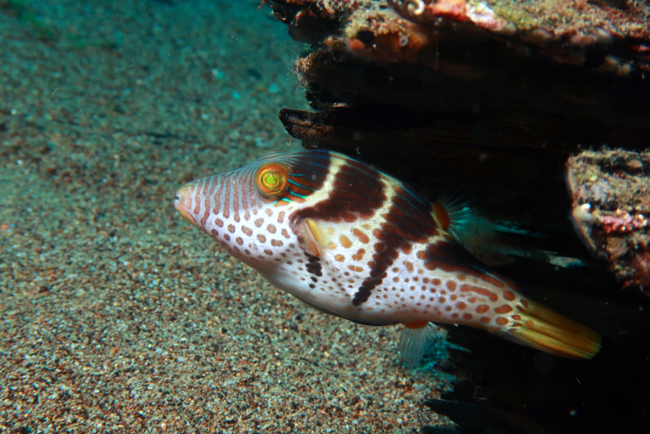 Valentini puffer fish