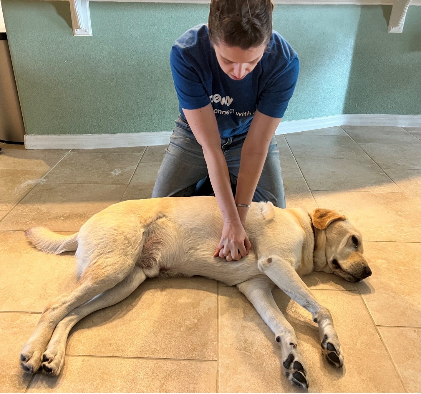 vet performing chest compressions on dog lying on side