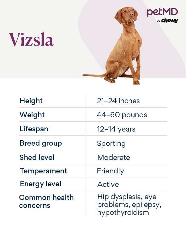 Etrade fashion vizsla commercial