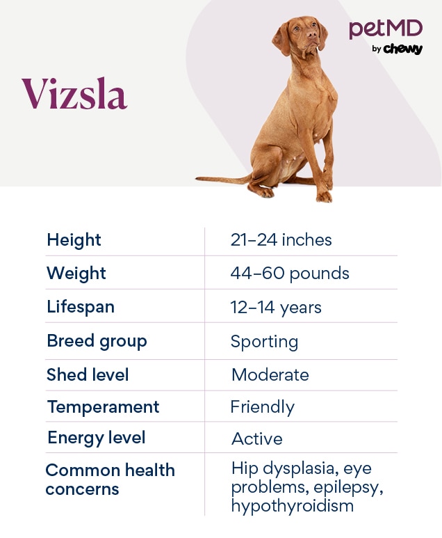 chart depicting a vizsla's breed characteristics