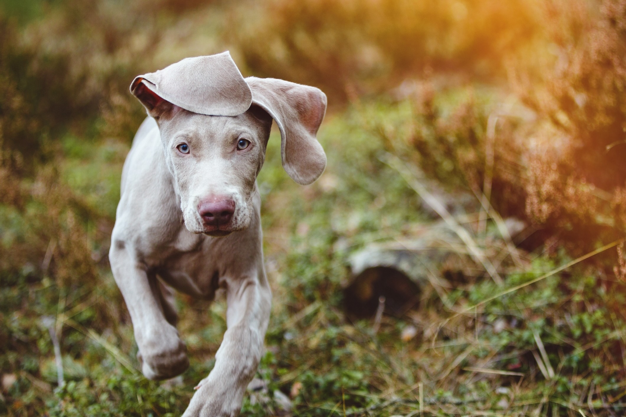 weimaraner puppy with on ear over his head walking through tall grass