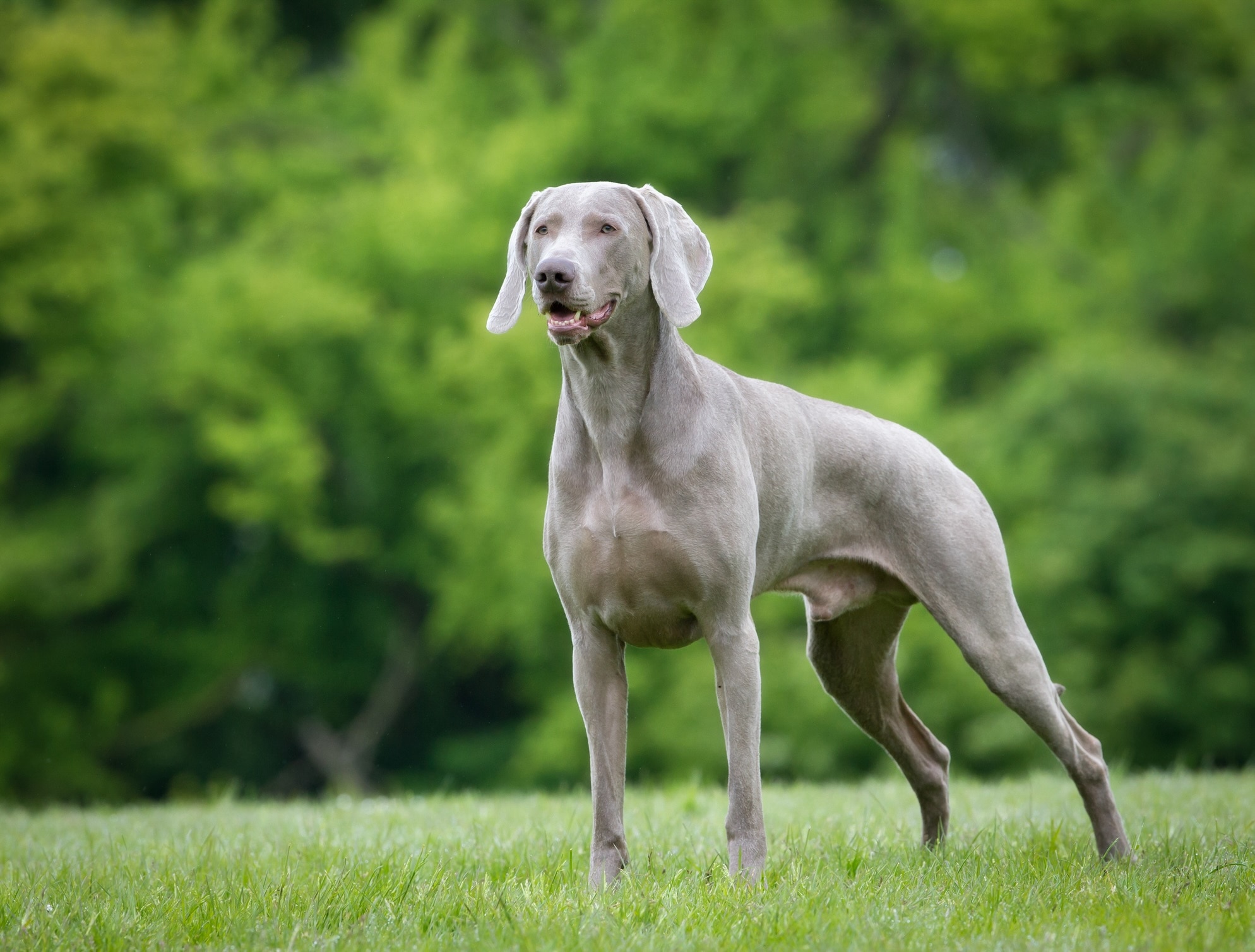 weimaraner standing in grass in shallow focus