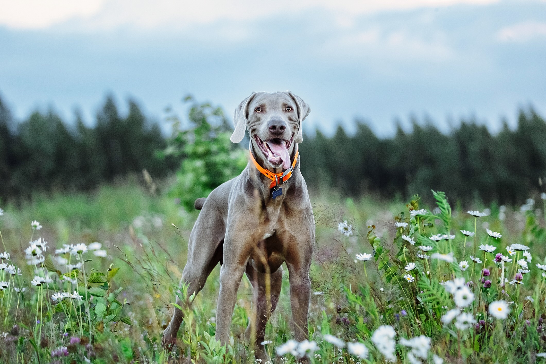 weimaraner standing tall in a field of wildflowers and smiling