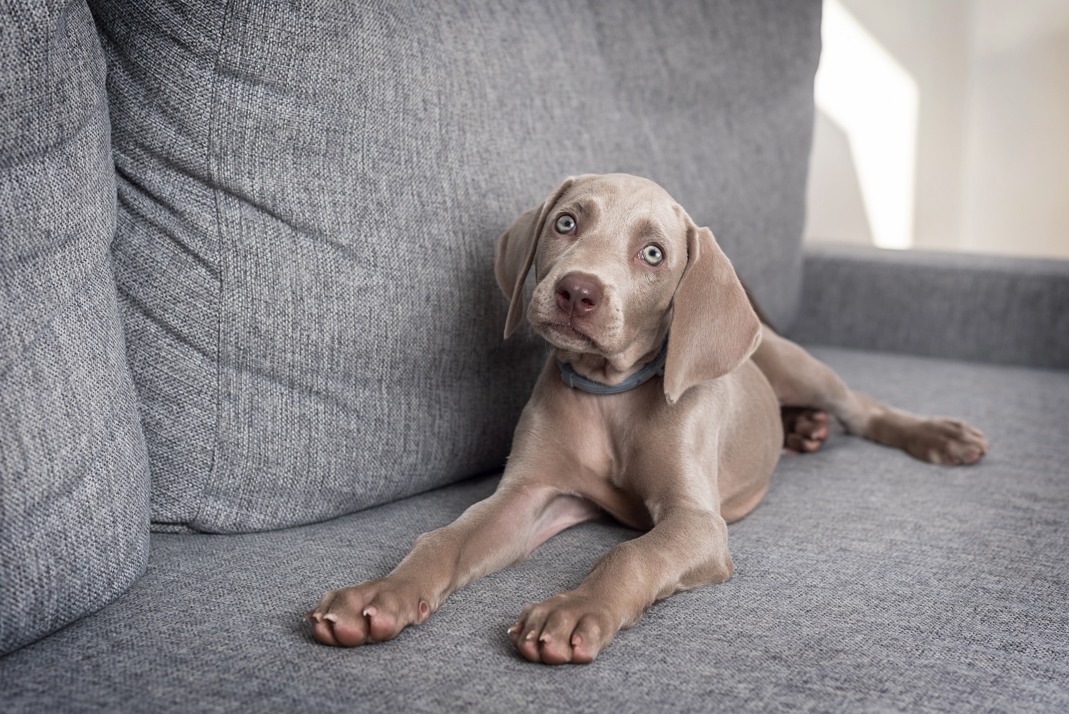 weimaraner puppy lying on a gray couch