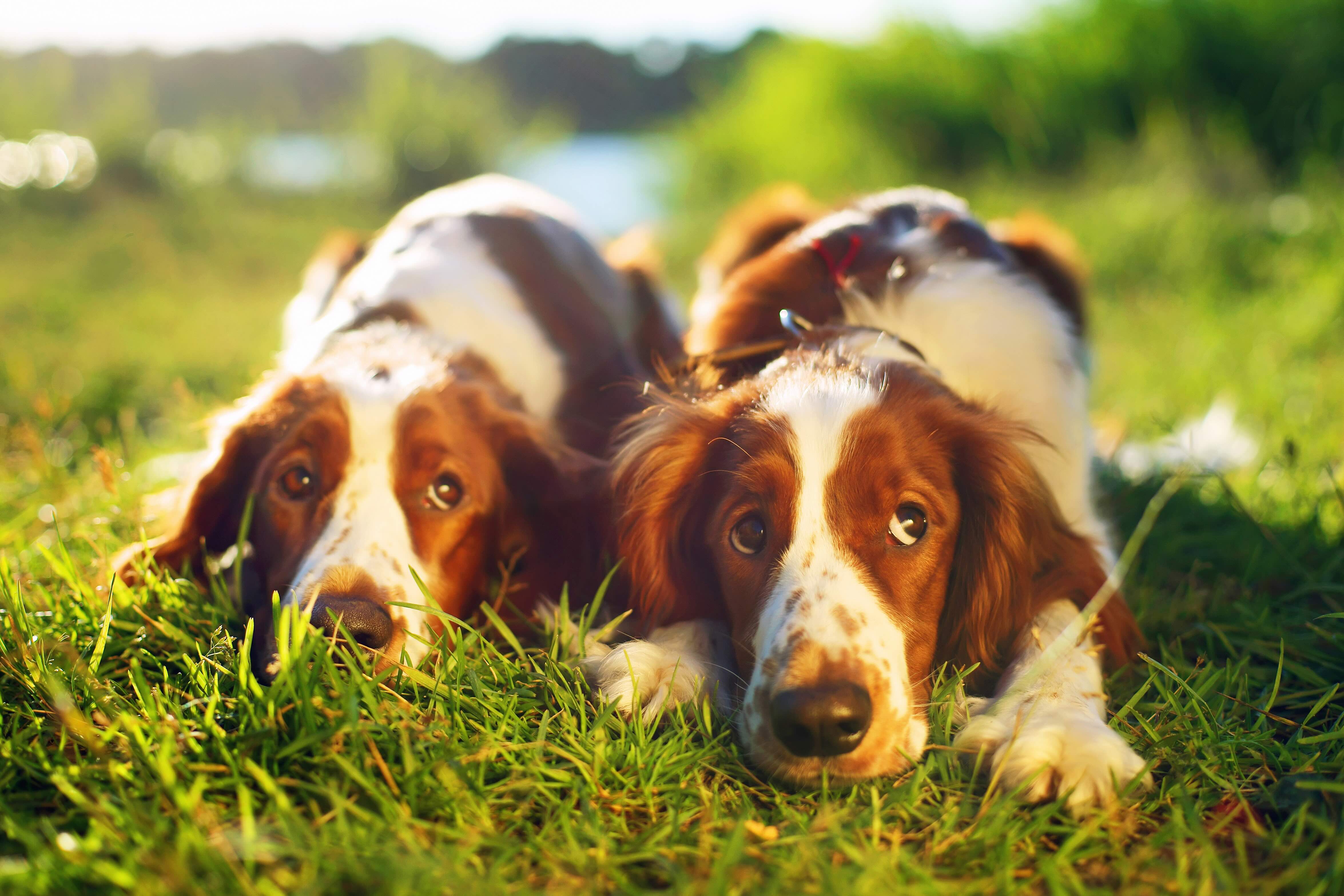 two welsh springer spaniels lying in grass