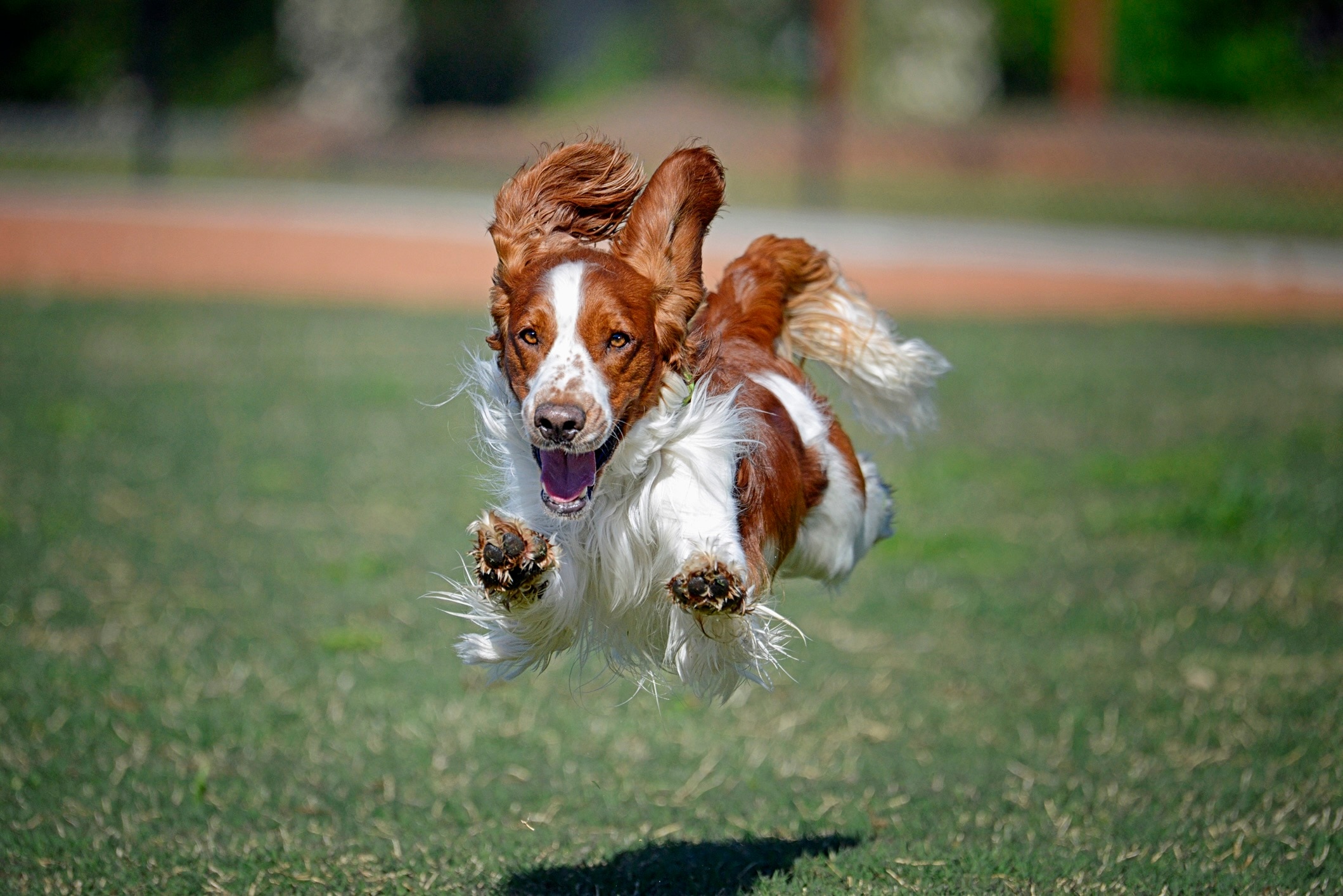 red and white welsh springer spaniel running along grass