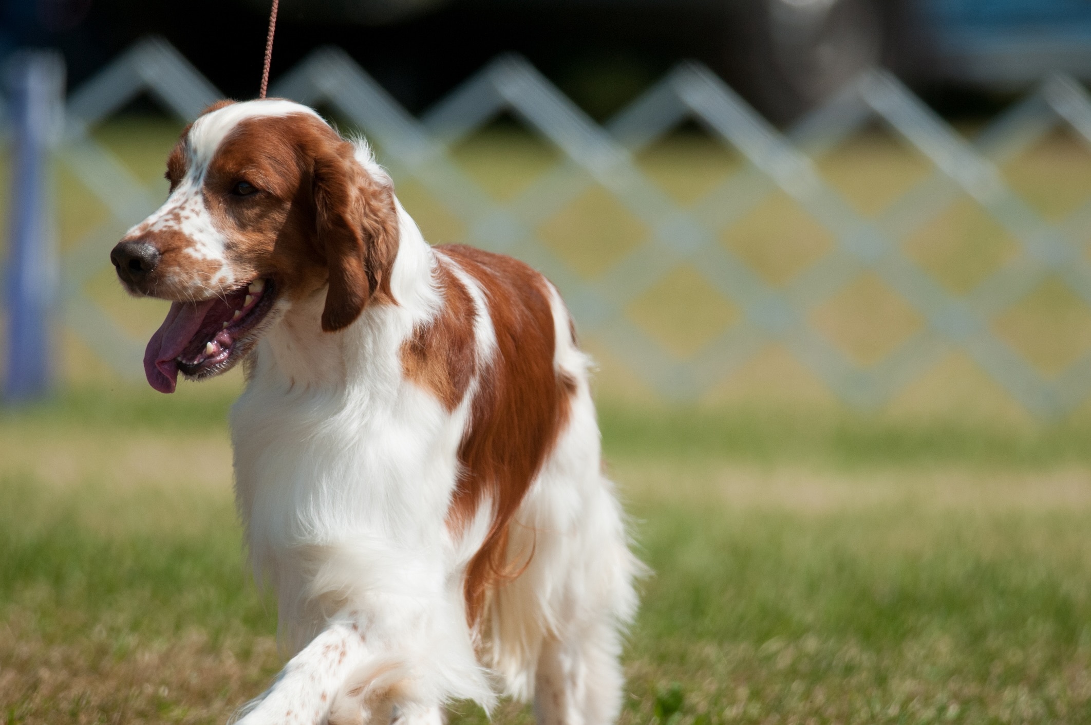 welsh springer spaniel on a leash at a dog show outside