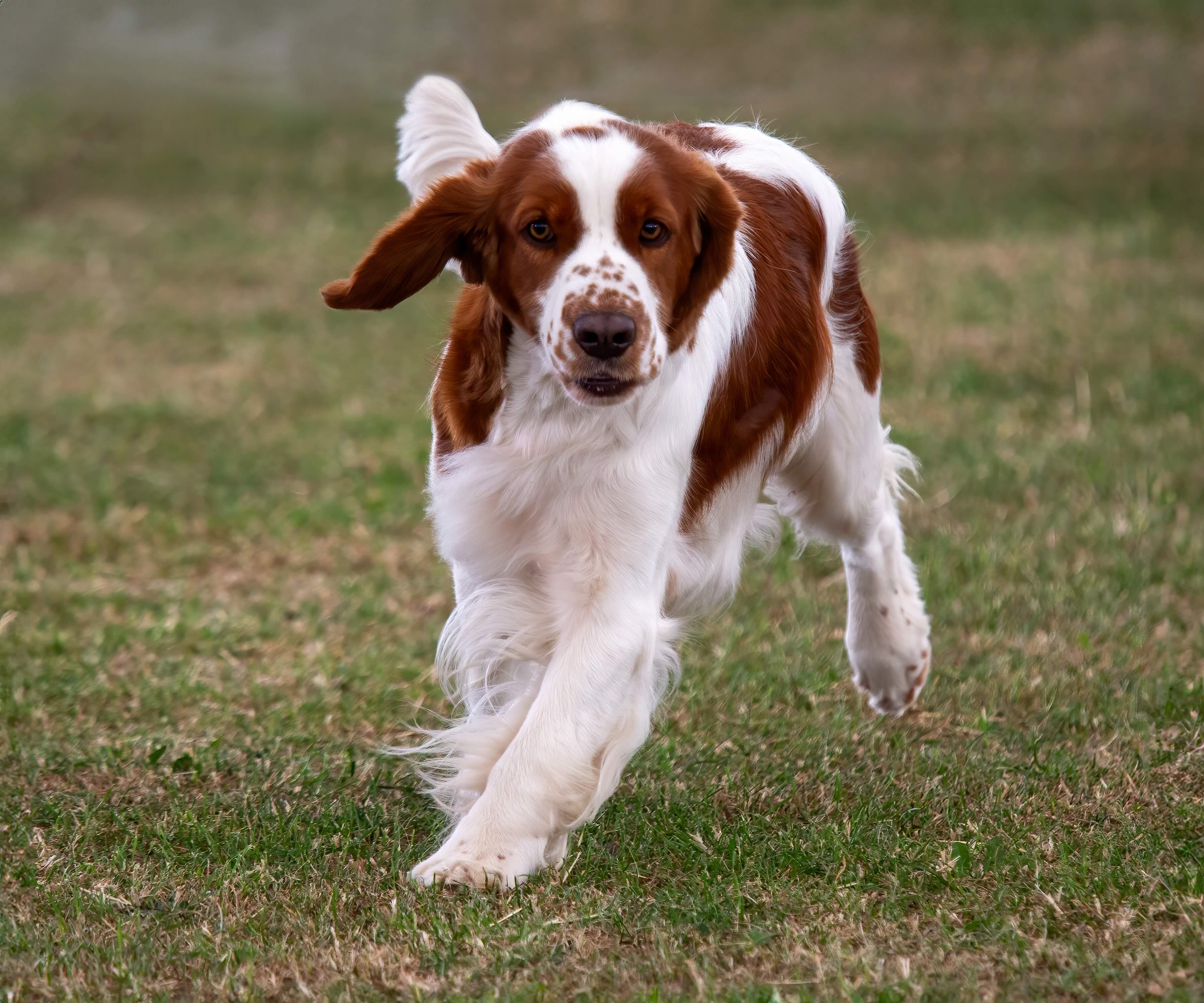 red and white welsh springer spaniel trotting across grass