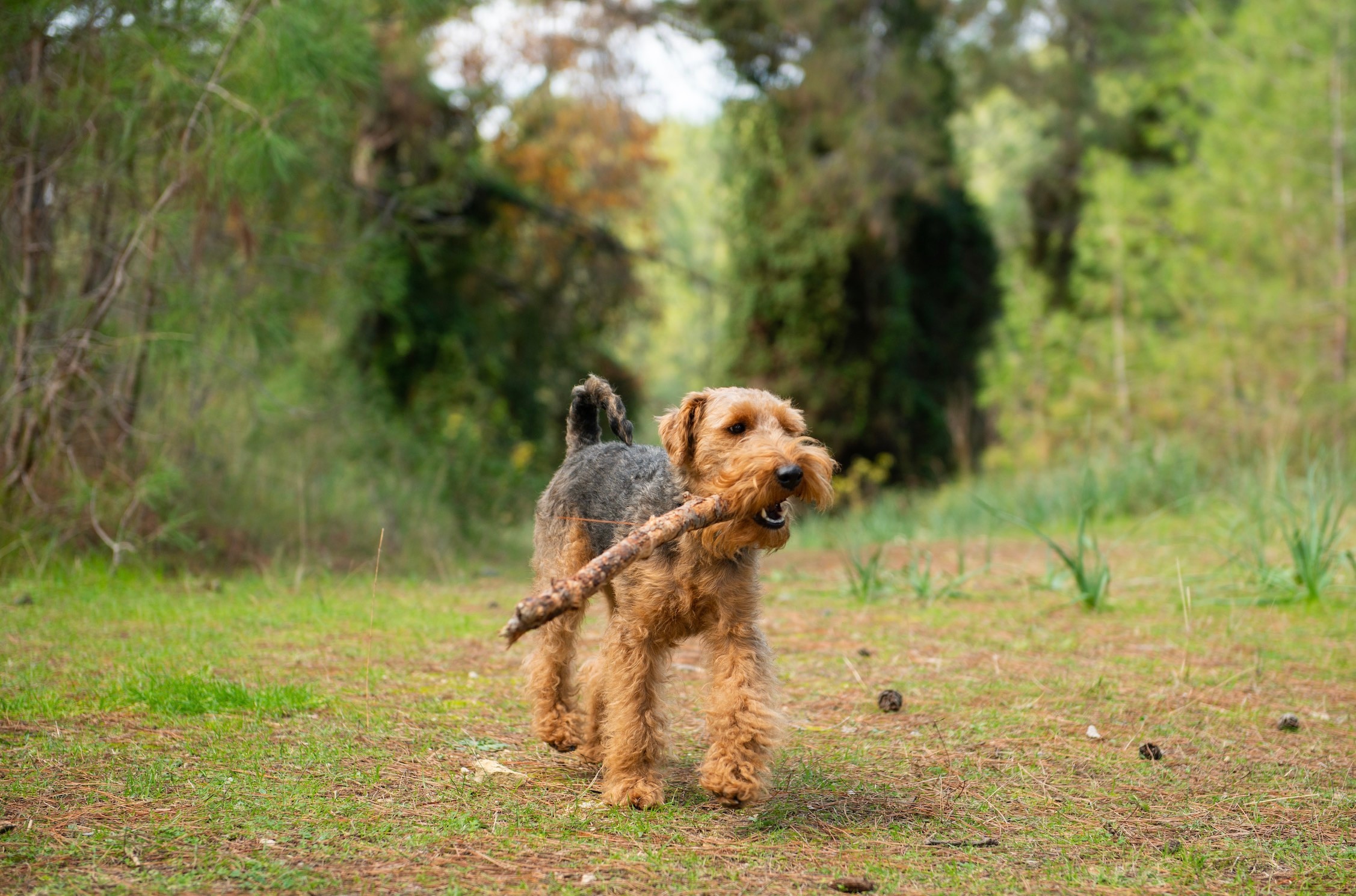 welsh terrier carrying a stick in a park