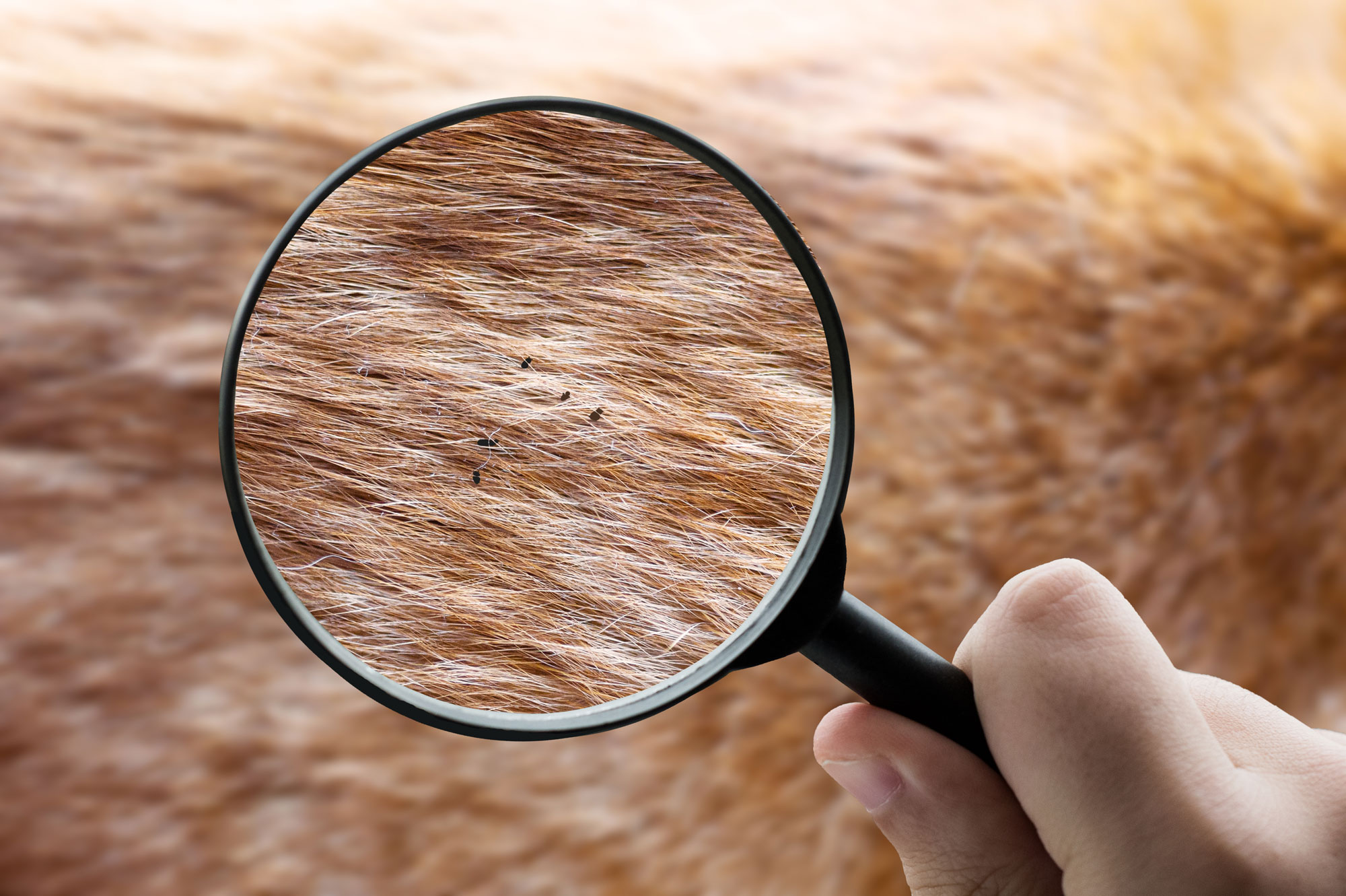 Fleas on dogs look like small black specks.