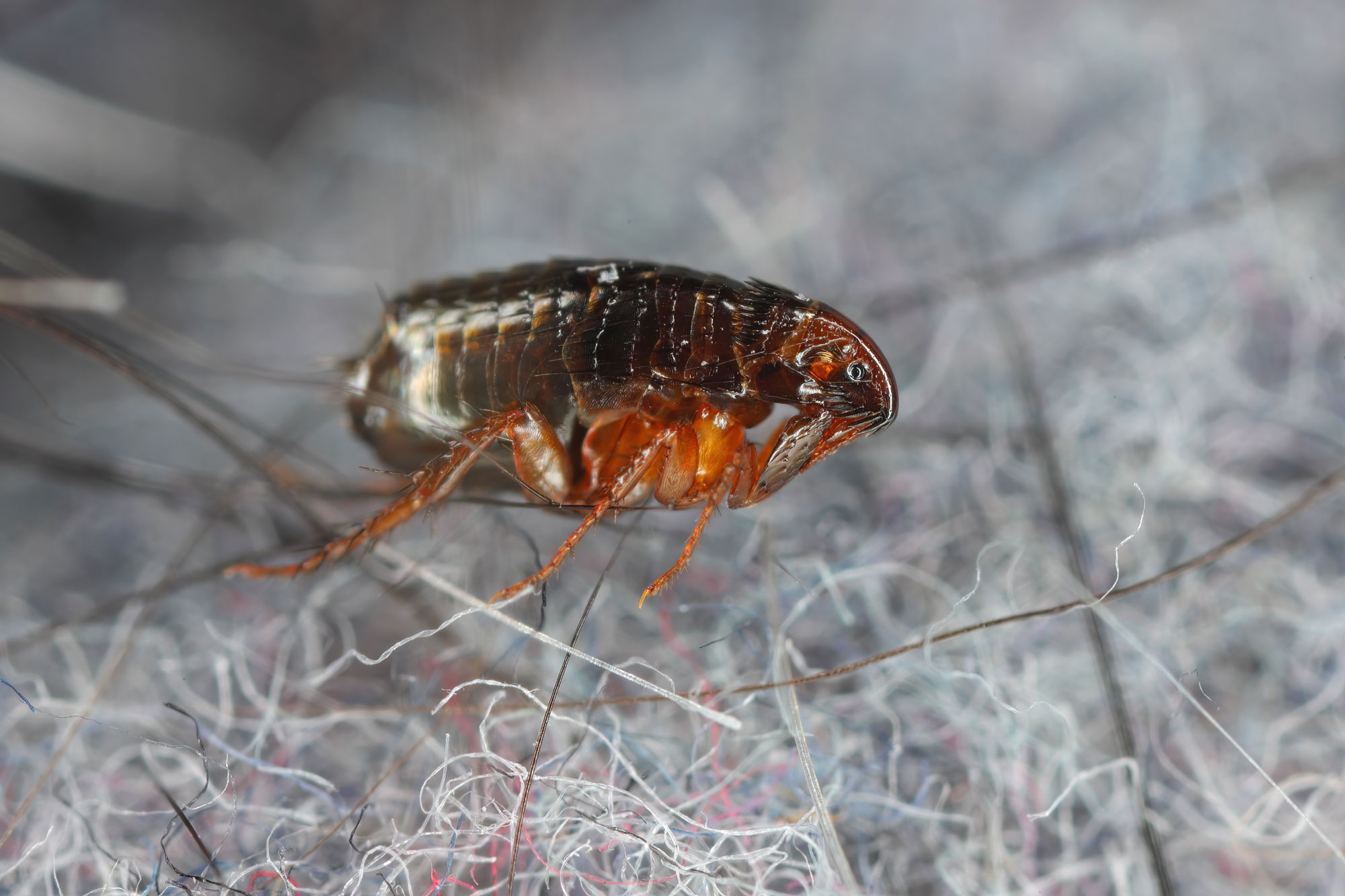 A closeup of a flea commonly found on dogs.
