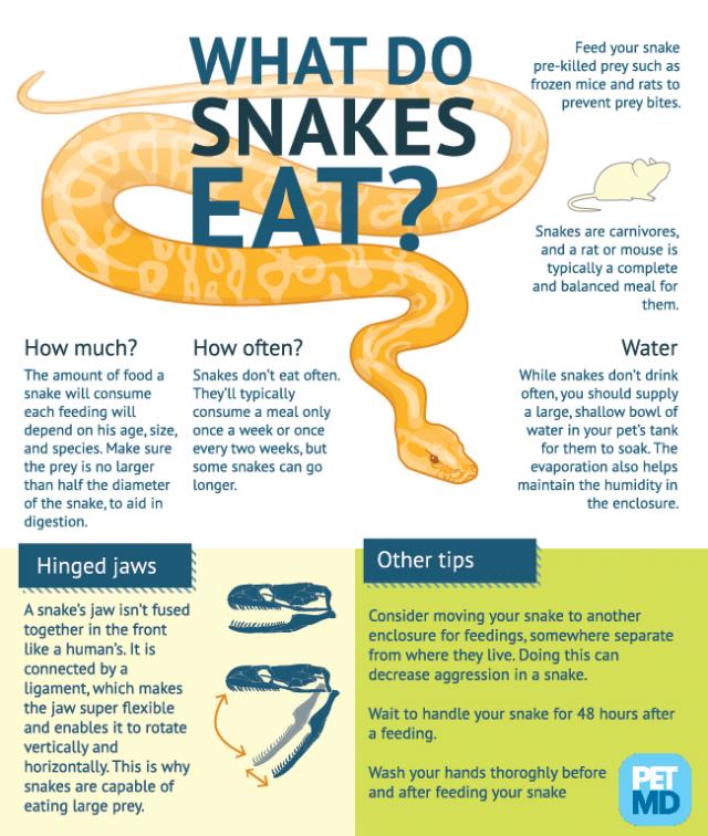 What Do Snakes Eat PetMD