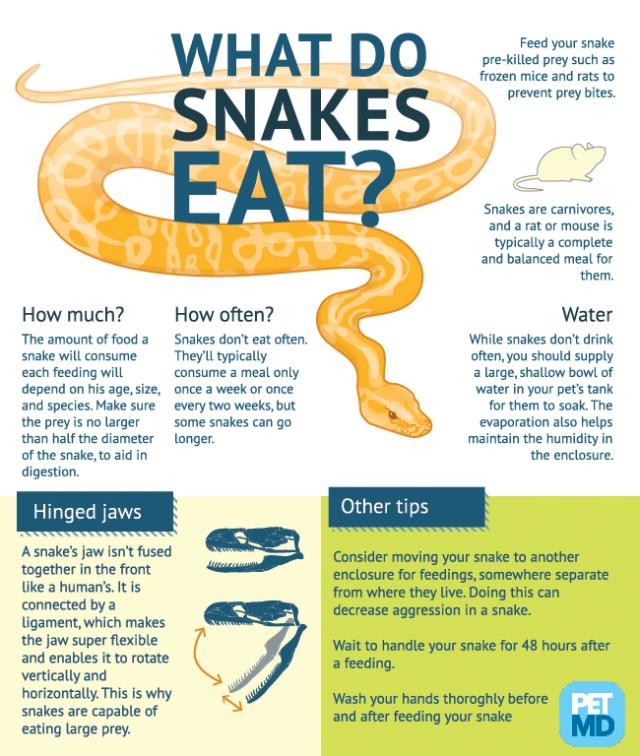 What Do Snakes Eat?