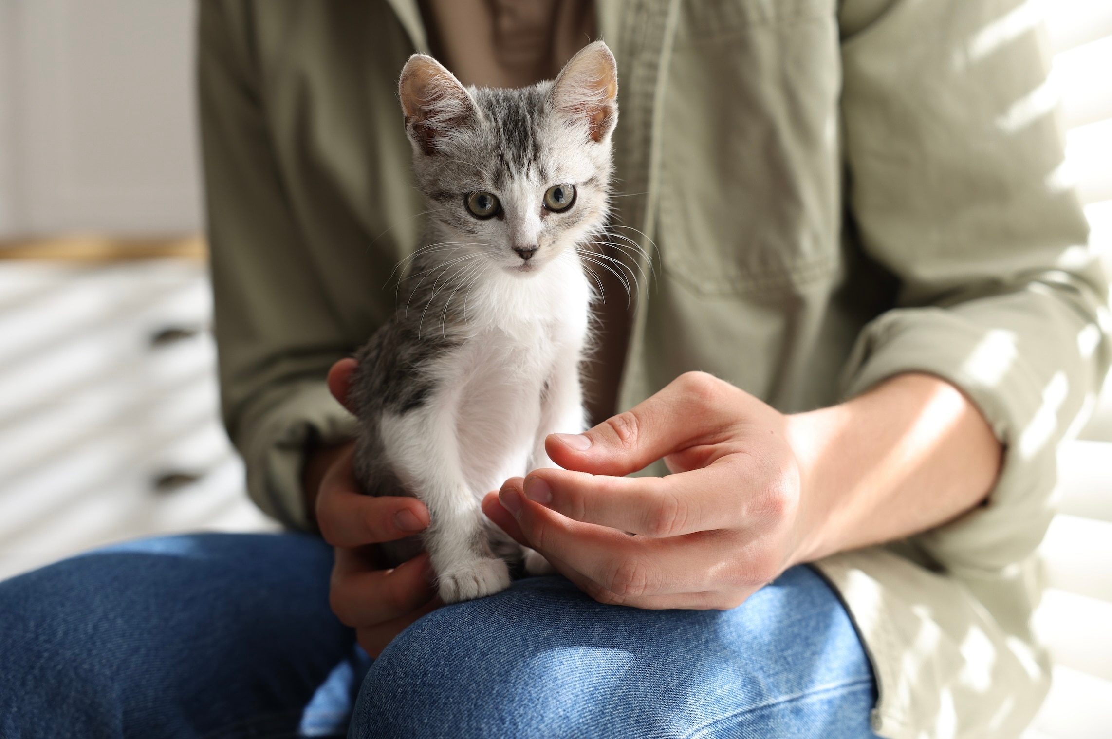 small gray tabby kitten sitting on a woman's lap