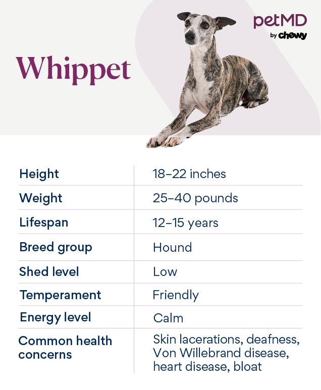 Whippet free to deals home