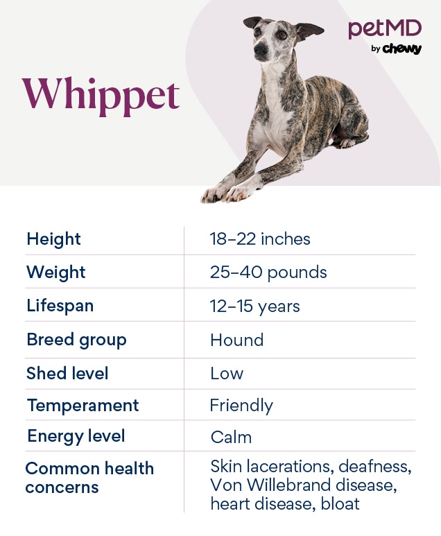 chart depicting a whippet's breed characteristics