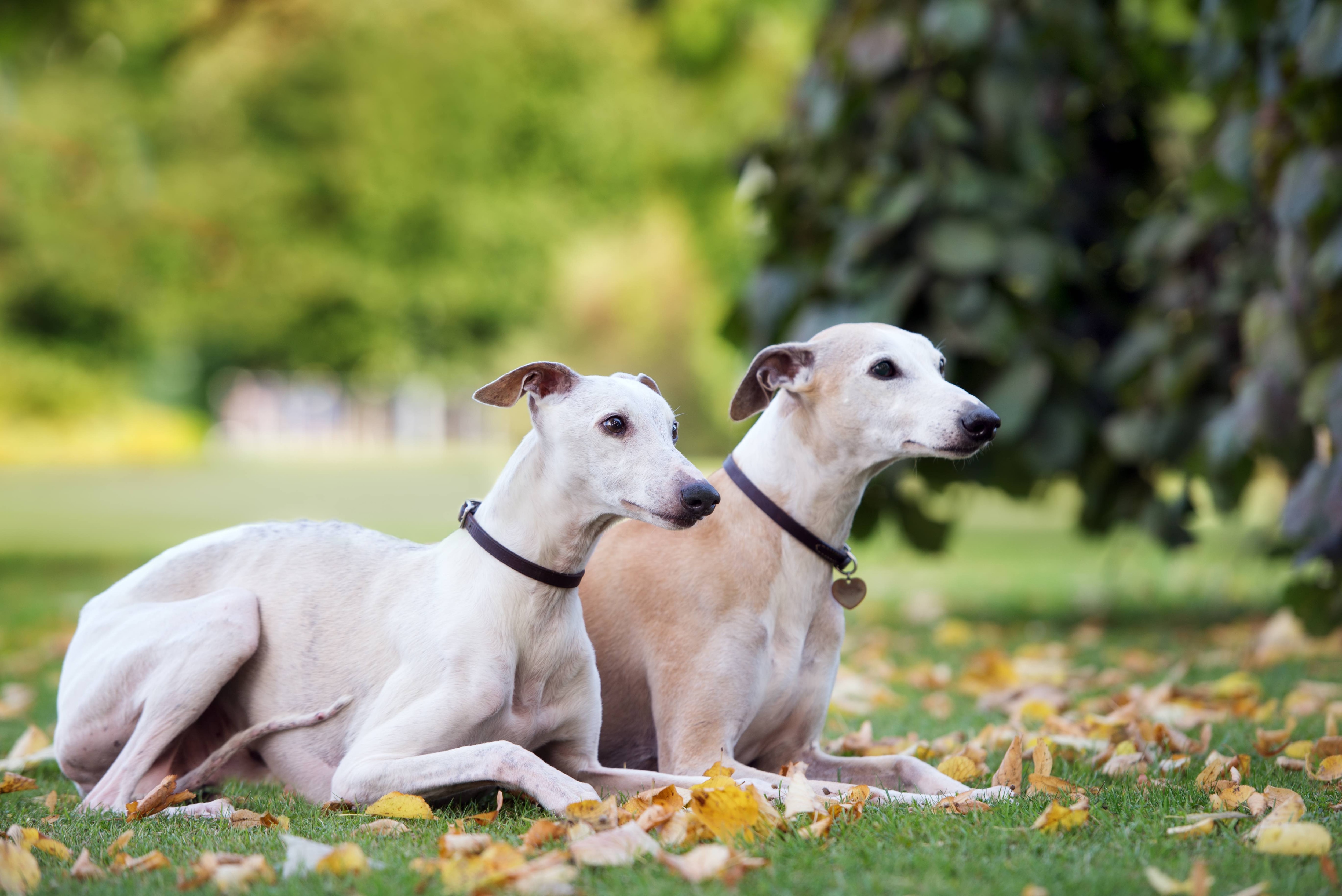 two tan and white whippets lying in grass