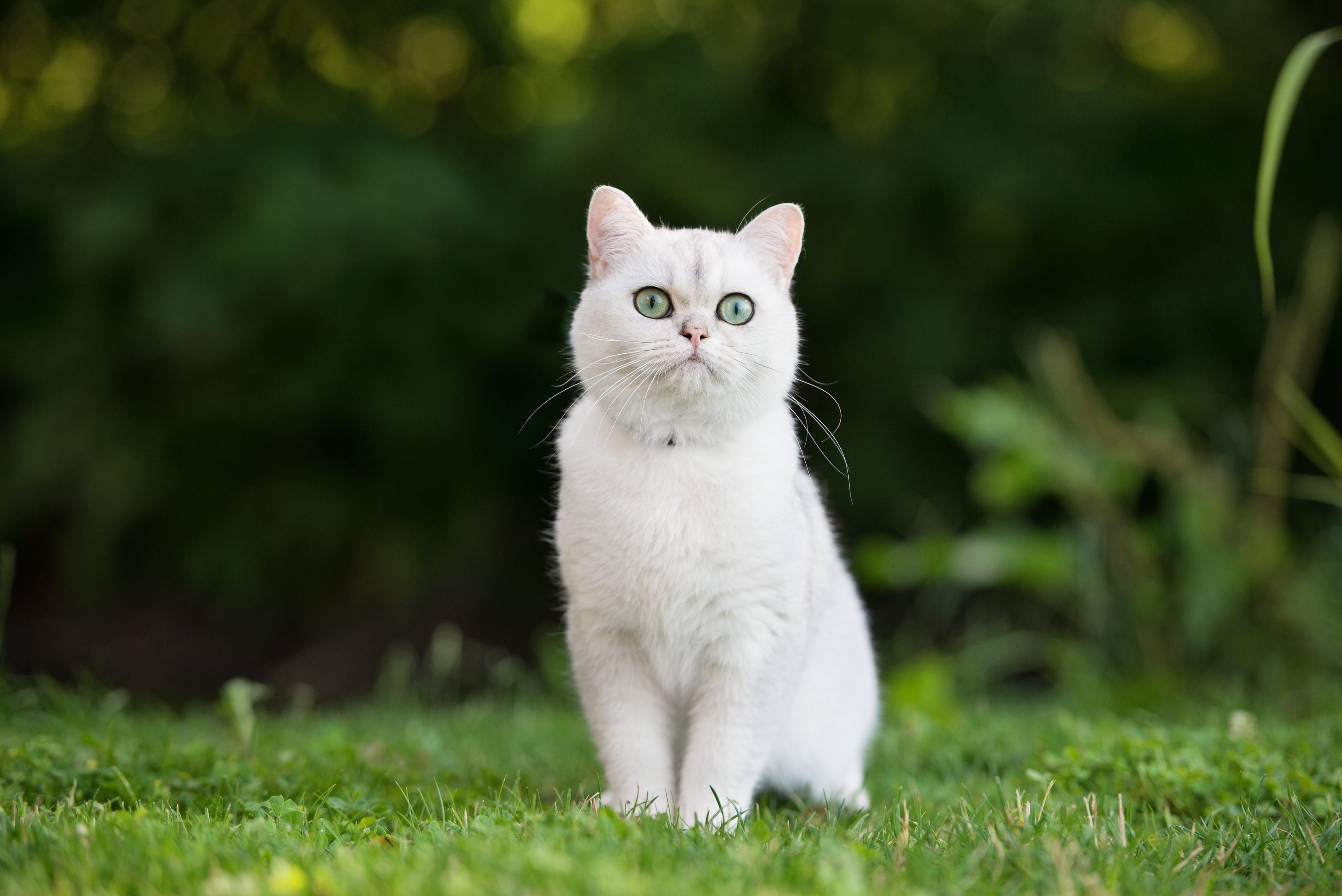 white british shorthair cat sitting in grass