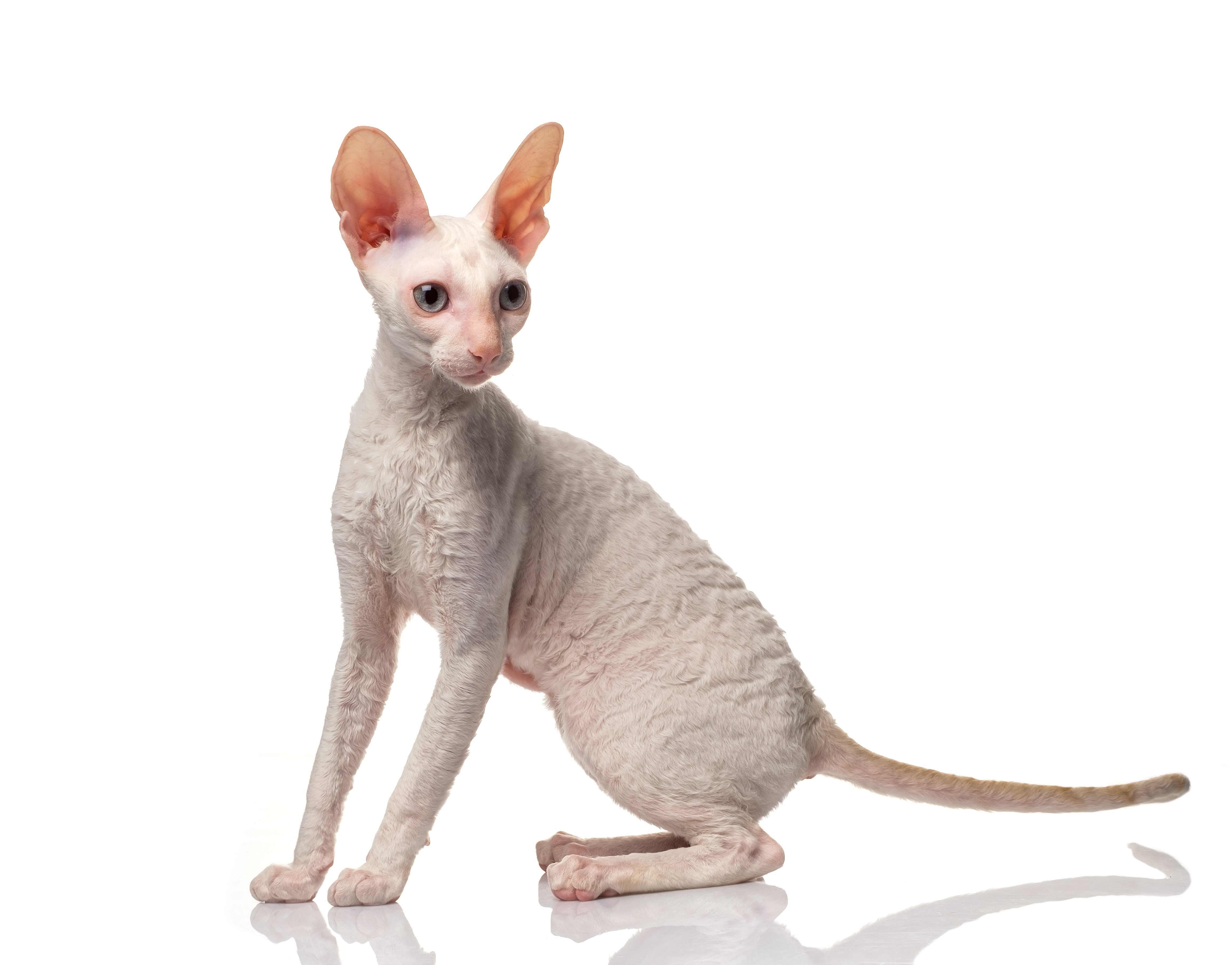 white cornish rex cat on a white background