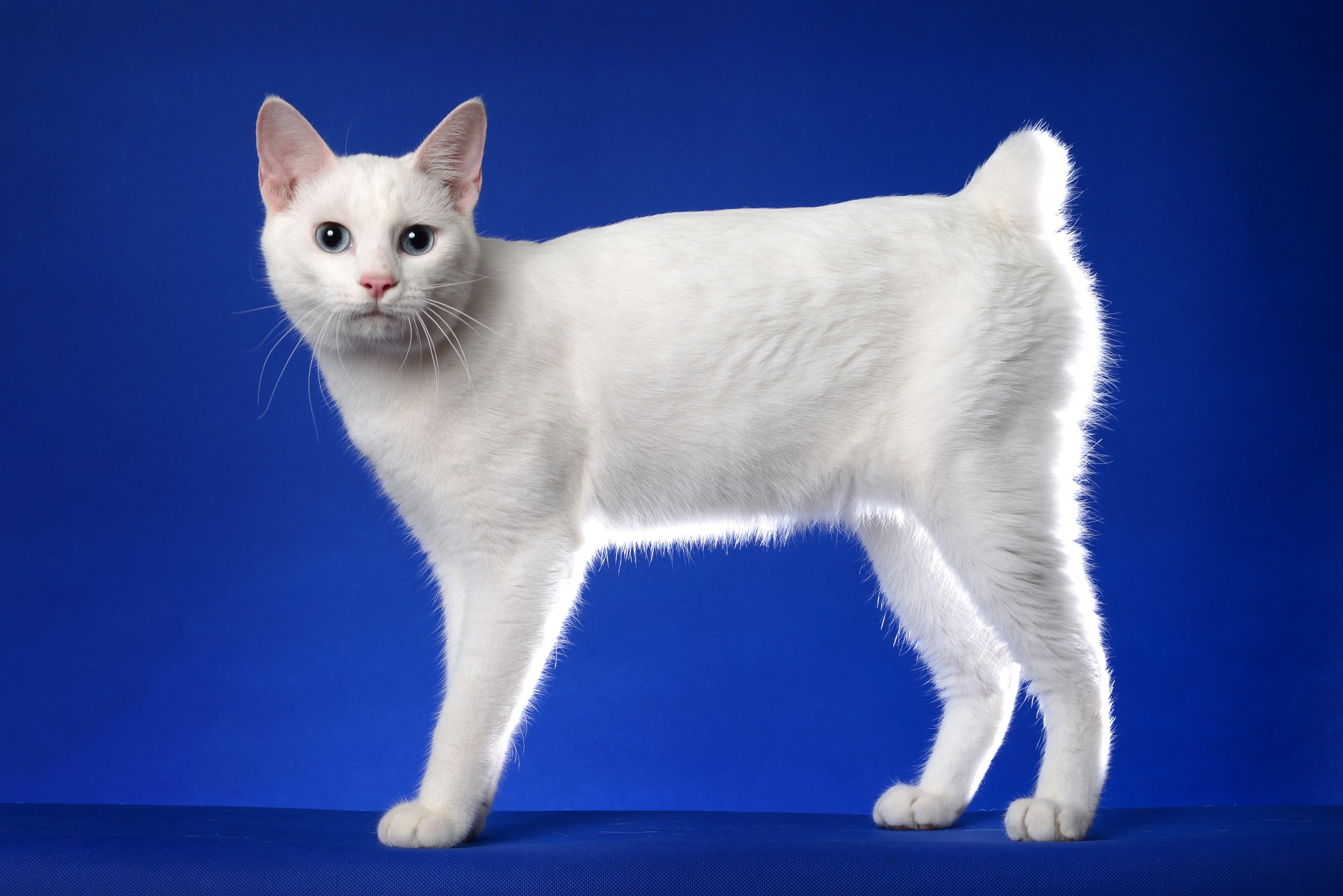 white japanese bobtail cat on a bright blue background