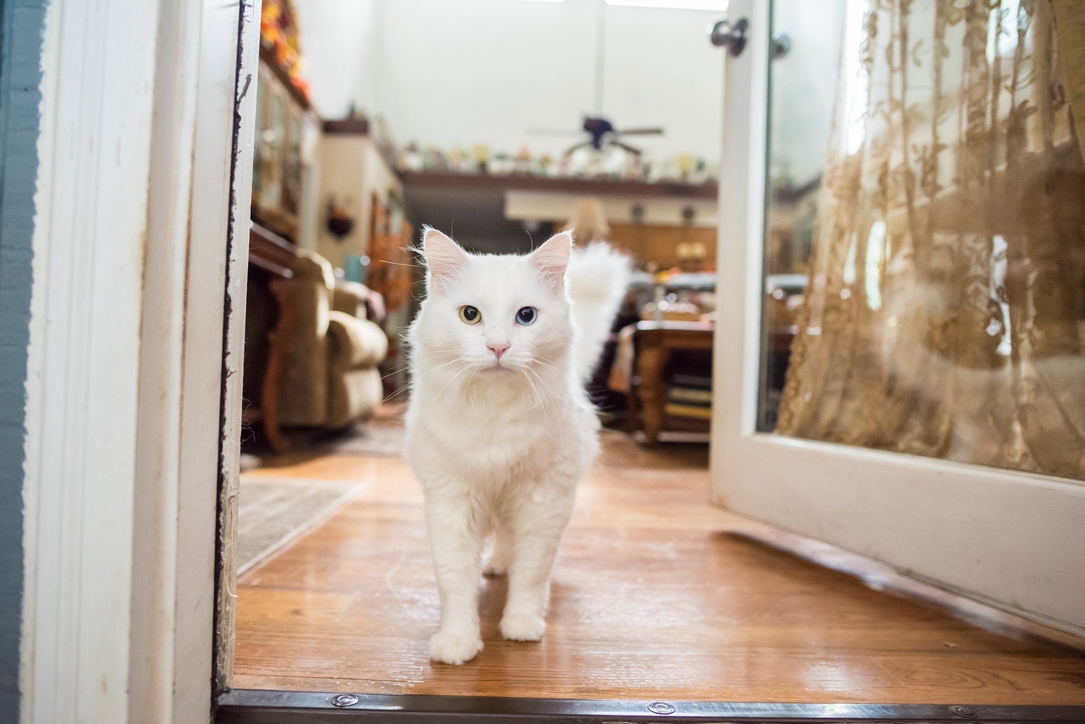 khao manee cat standing in a doorway