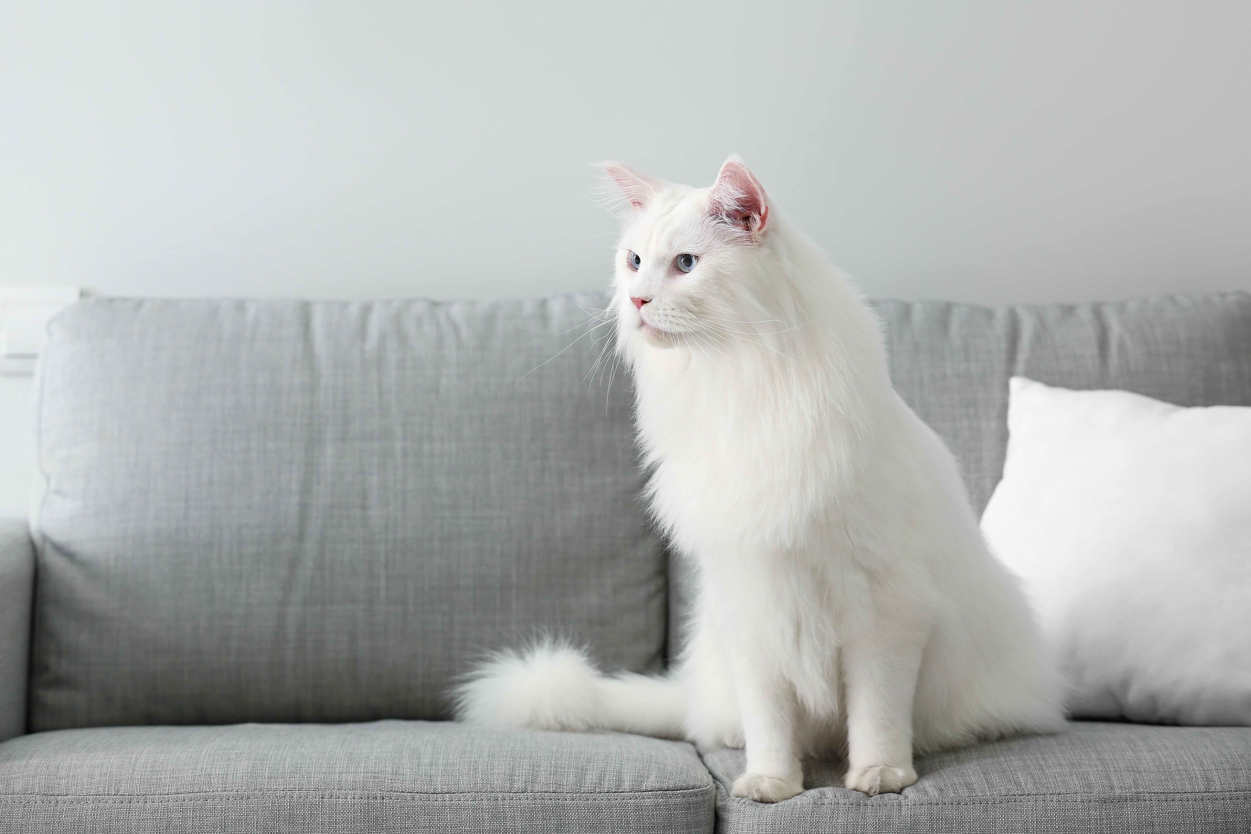 white maine coon sitting on a couch