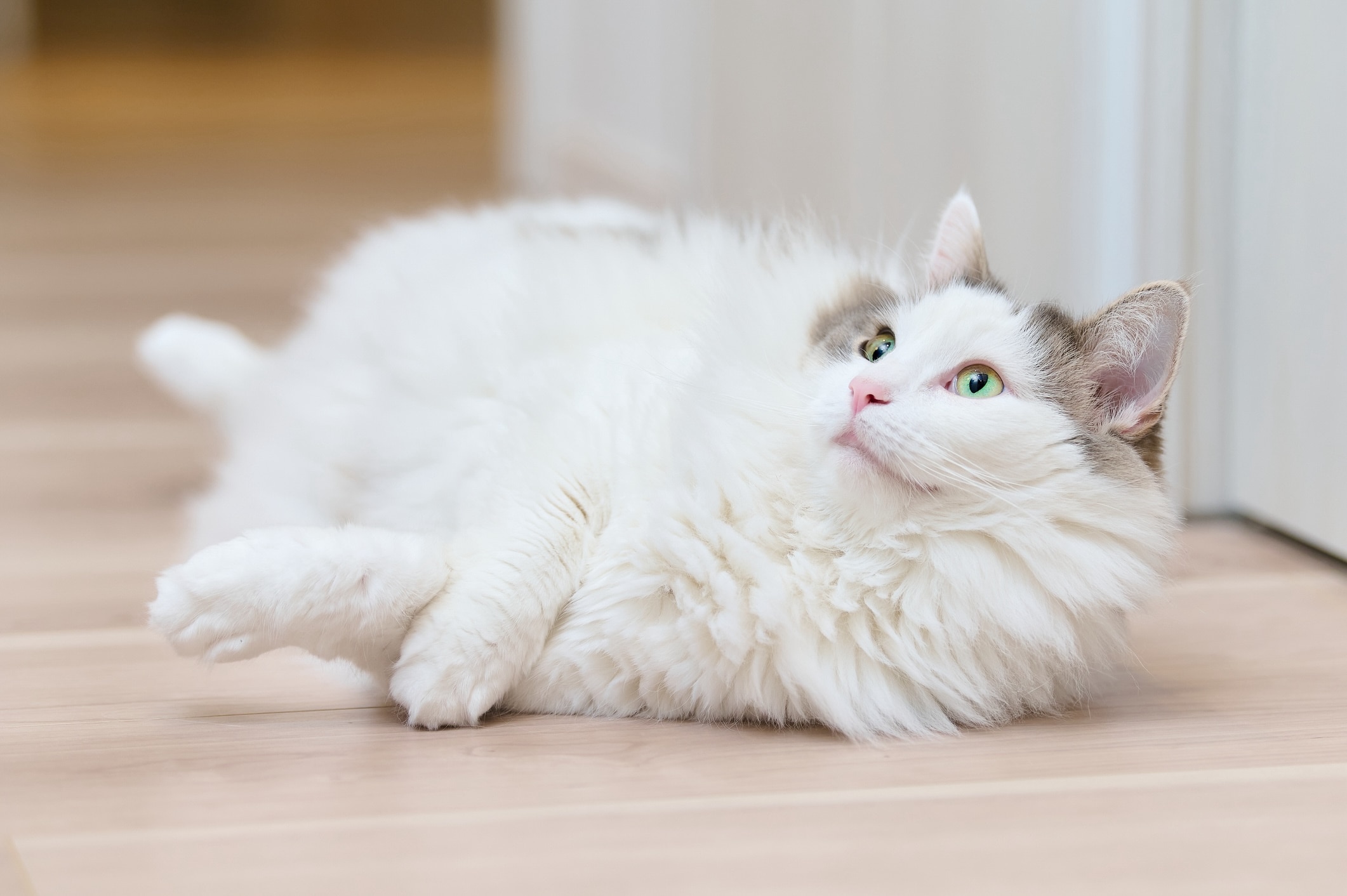 white norwegian forest cat lying on the floor