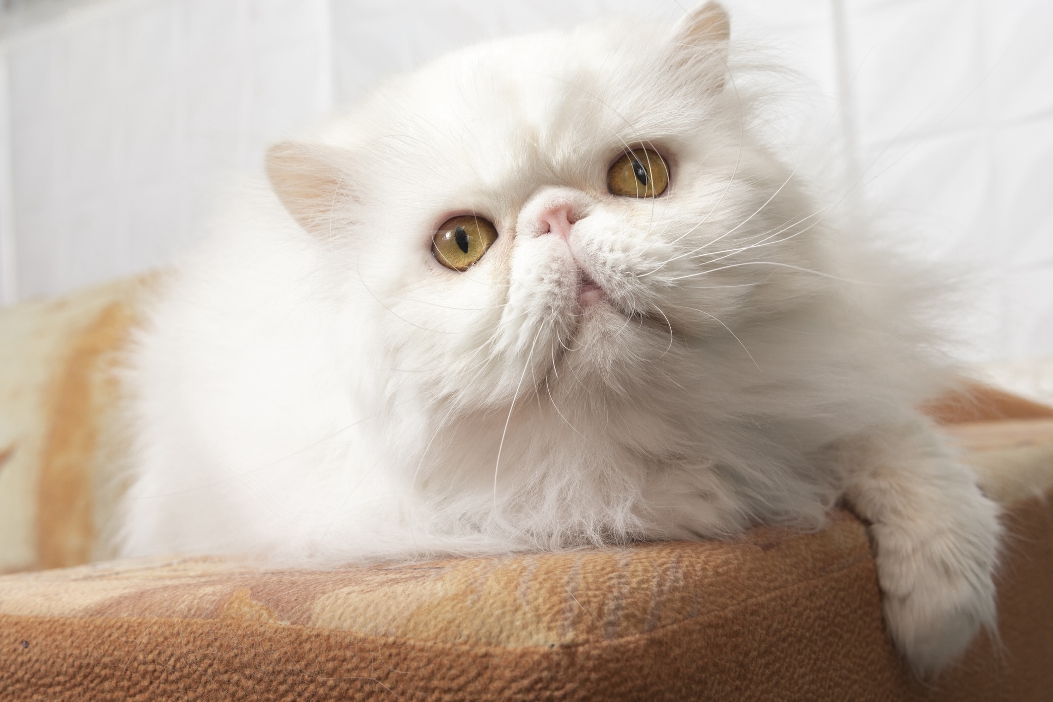 white persian cat lying on a cushion