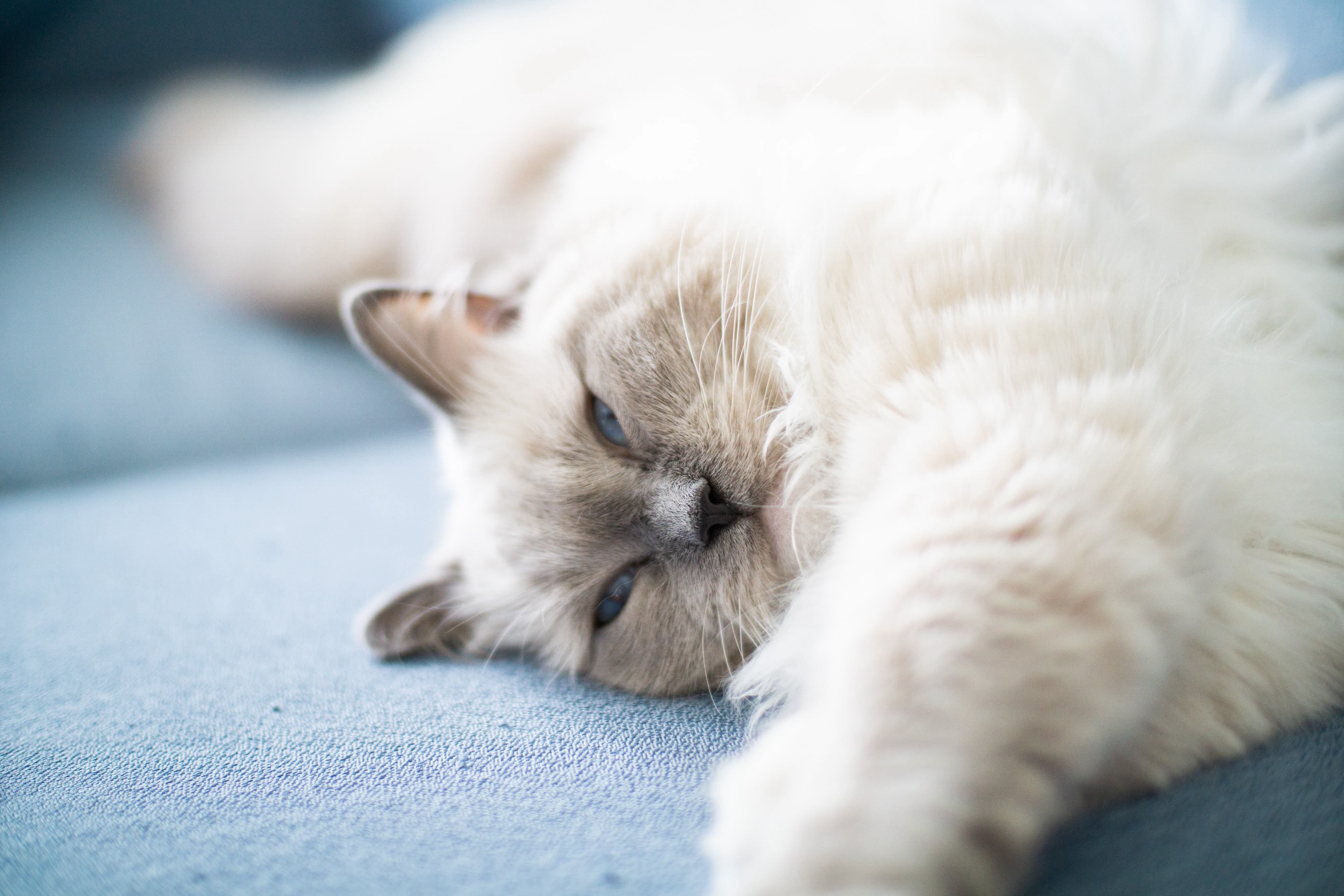 gray colorpoint ragdoll cat lying on her side and stretched out