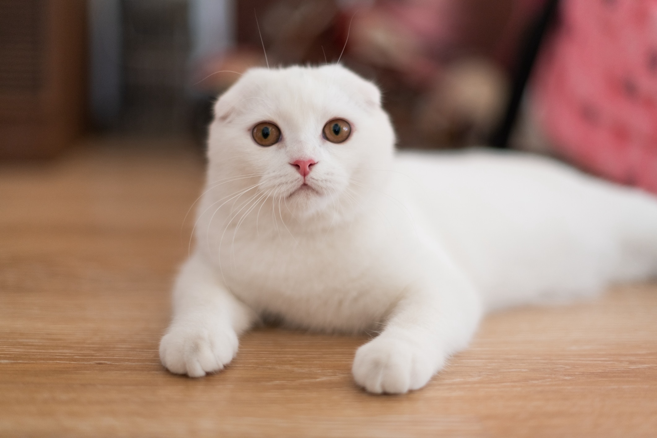 white scottish fold lying on the floor and looking at the camera