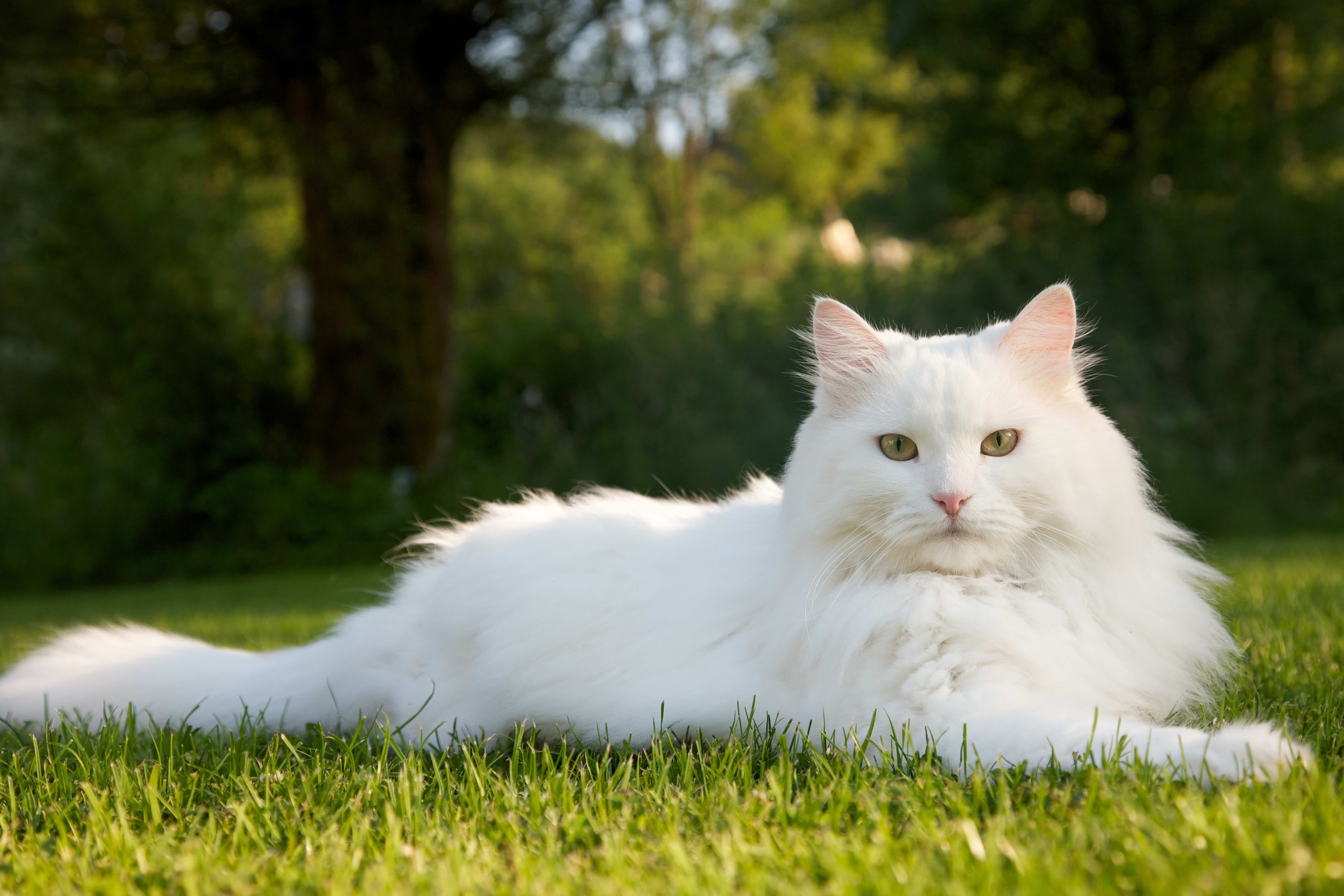 fluffy white siberian cat lying in grass