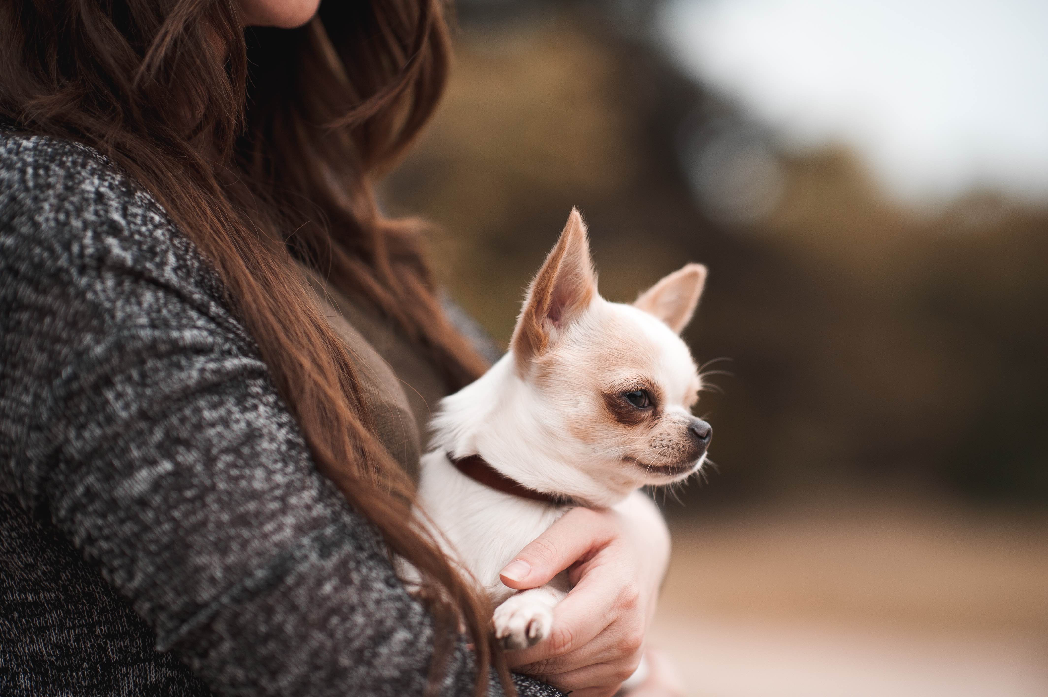 woman holding a short-haired white chihuahua