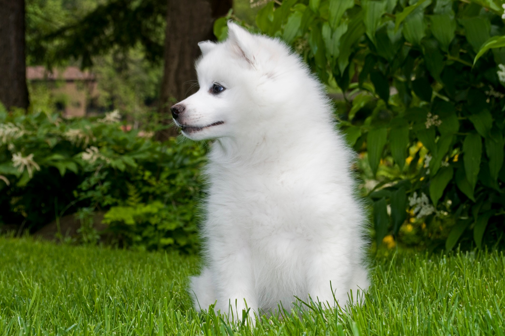 small fluffy american eskimo puppy sitting in grass and looking to the side